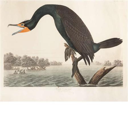 Lot image - After John James Audubon FLORIDA CORMORANT Hand-colored etching and aquatint by R. Havell