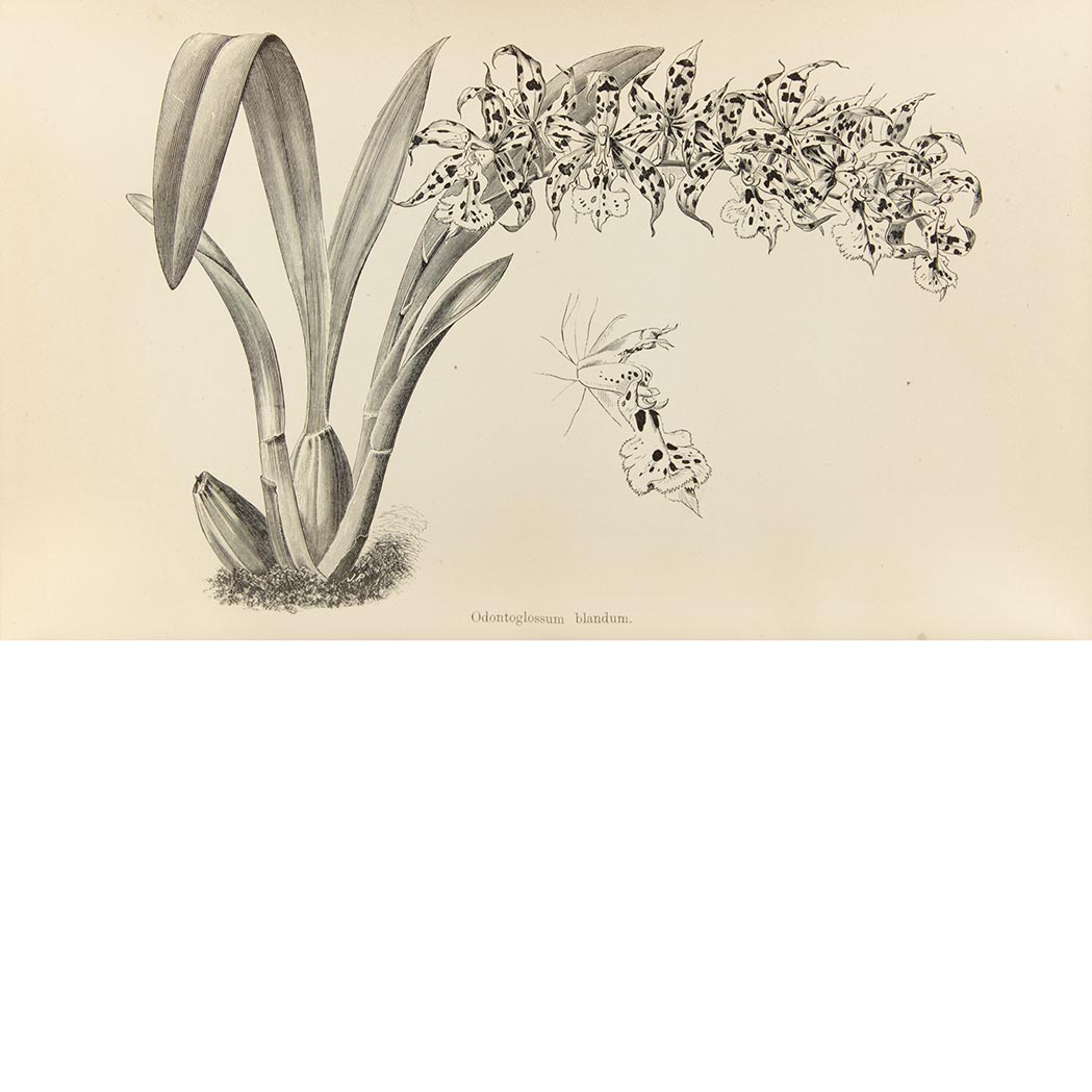 Lot image - [HORTICULTURE]  VEITCH, JAMES HERBERT. A Manual of Orchidaceous Plants Cultivated under Glass in Great Britain