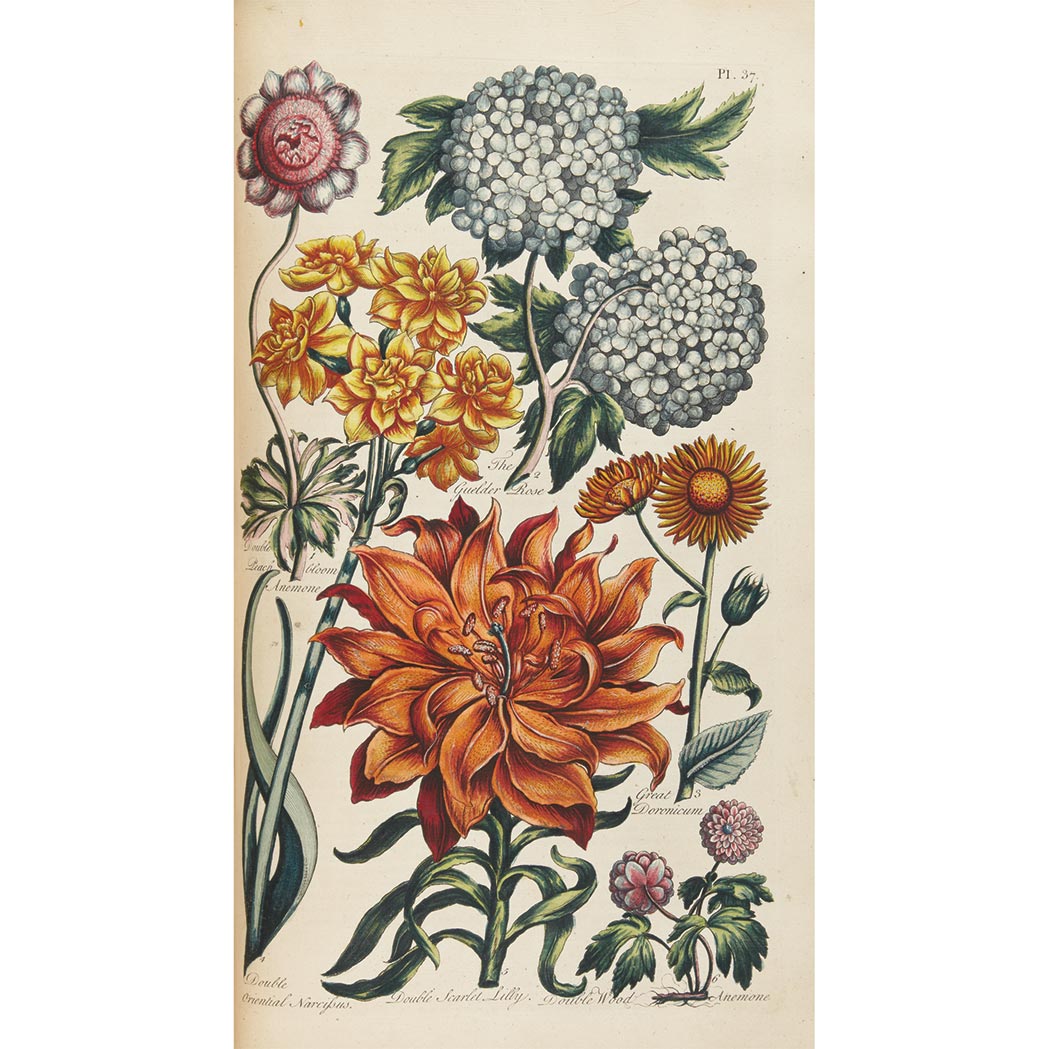 Lot image - [COLOR PLATE] [HILL, JOHN, Sir]. Eden: or, a compleat body of gardening. Containing plain and familiar directions for raising t...
