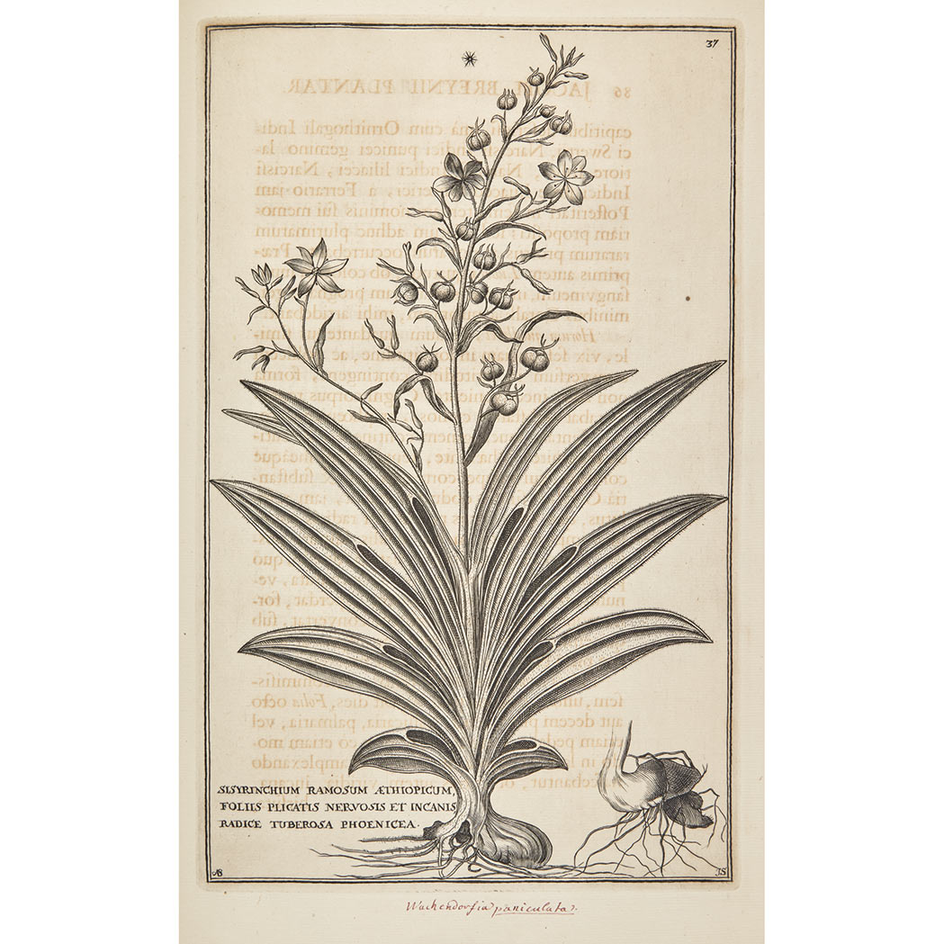 Lot image - [PLATE BOOK]  BREYNE, JAKOB and RHYNE, WILHELM TEN.  Exoticarum aliarumque minus cognitarum planatarum centuria prima