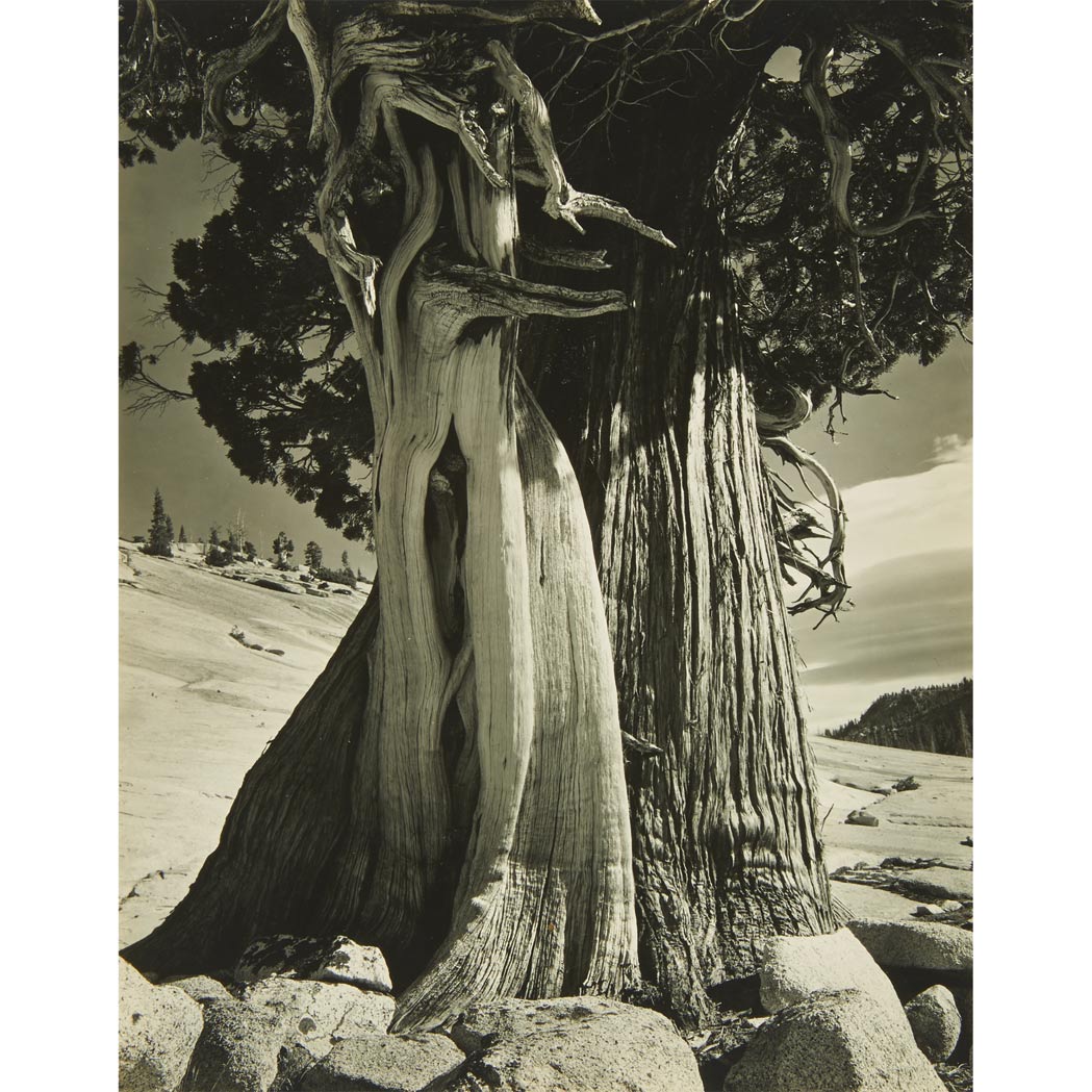 Lot image - WESTON, EDWARD (1886-1958)  Juniper at Lake Tenaya