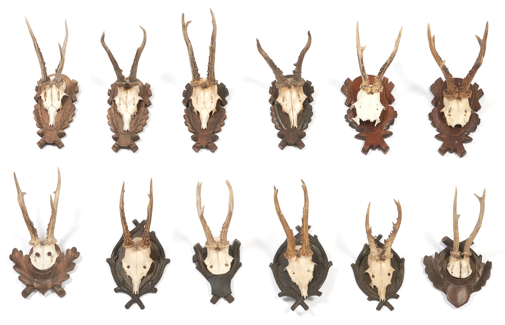 Lot image - Group of Twelve Antlers