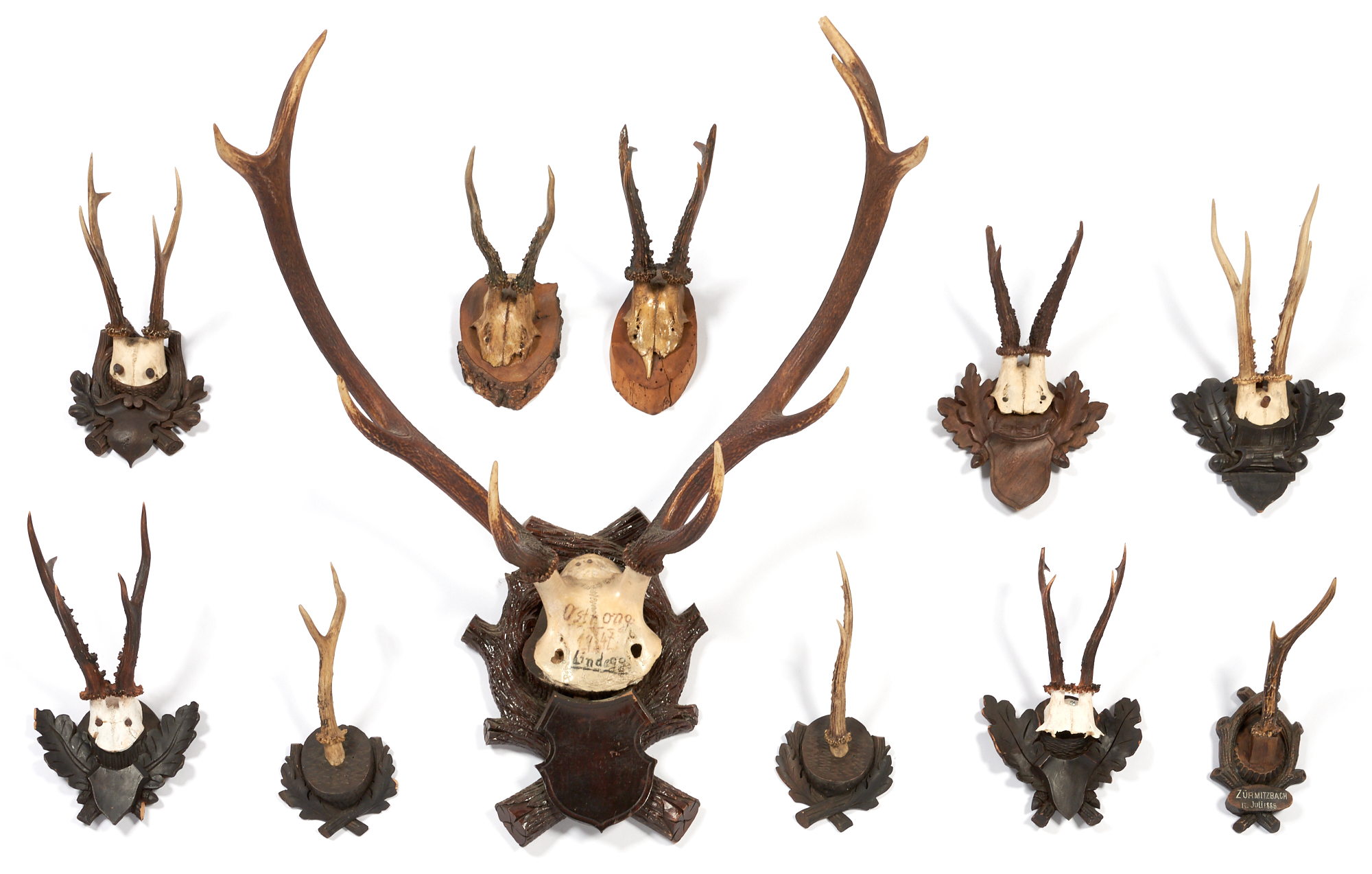 Lot image - Group of Eleven Antlers