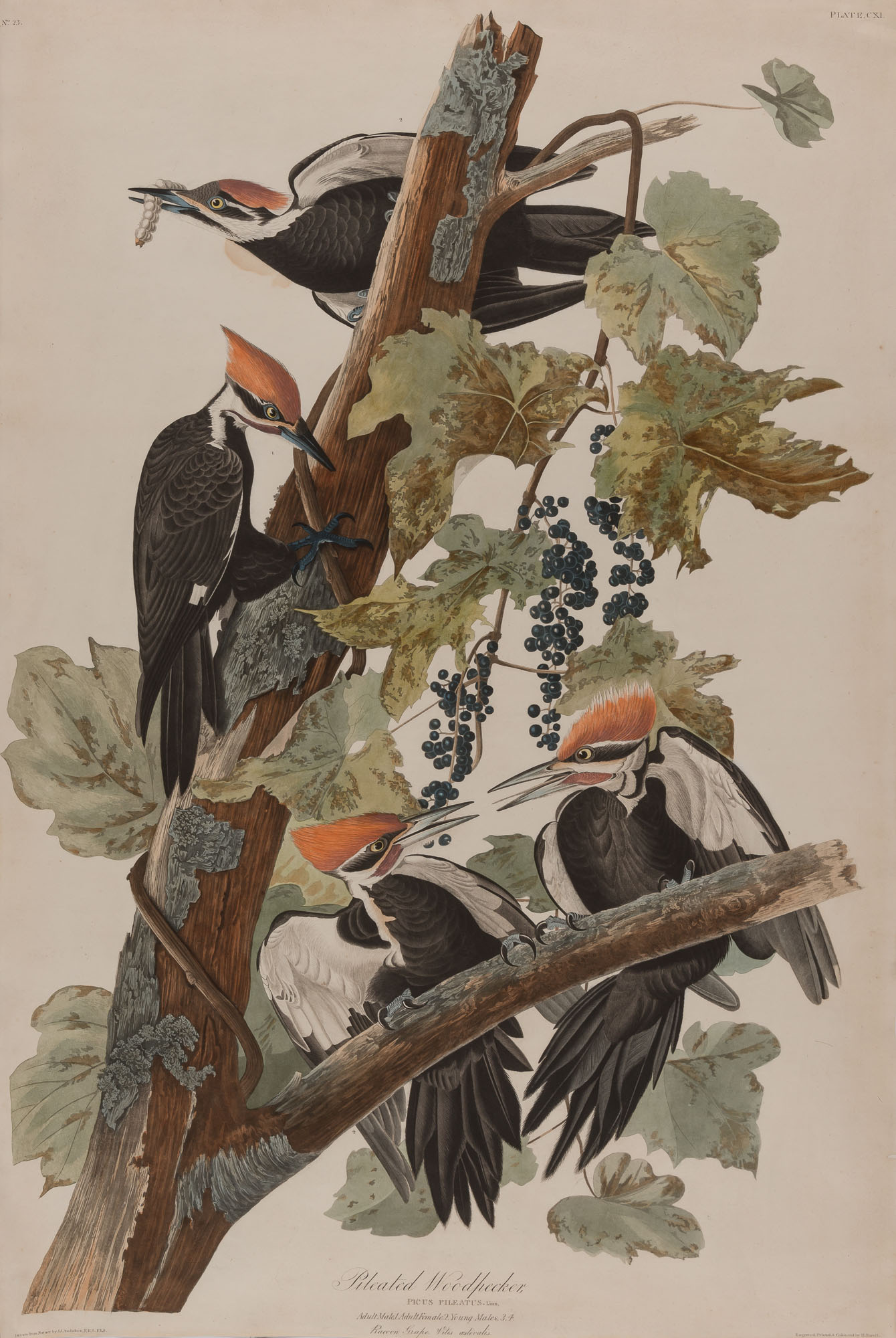 Lot image - After John James Audubon