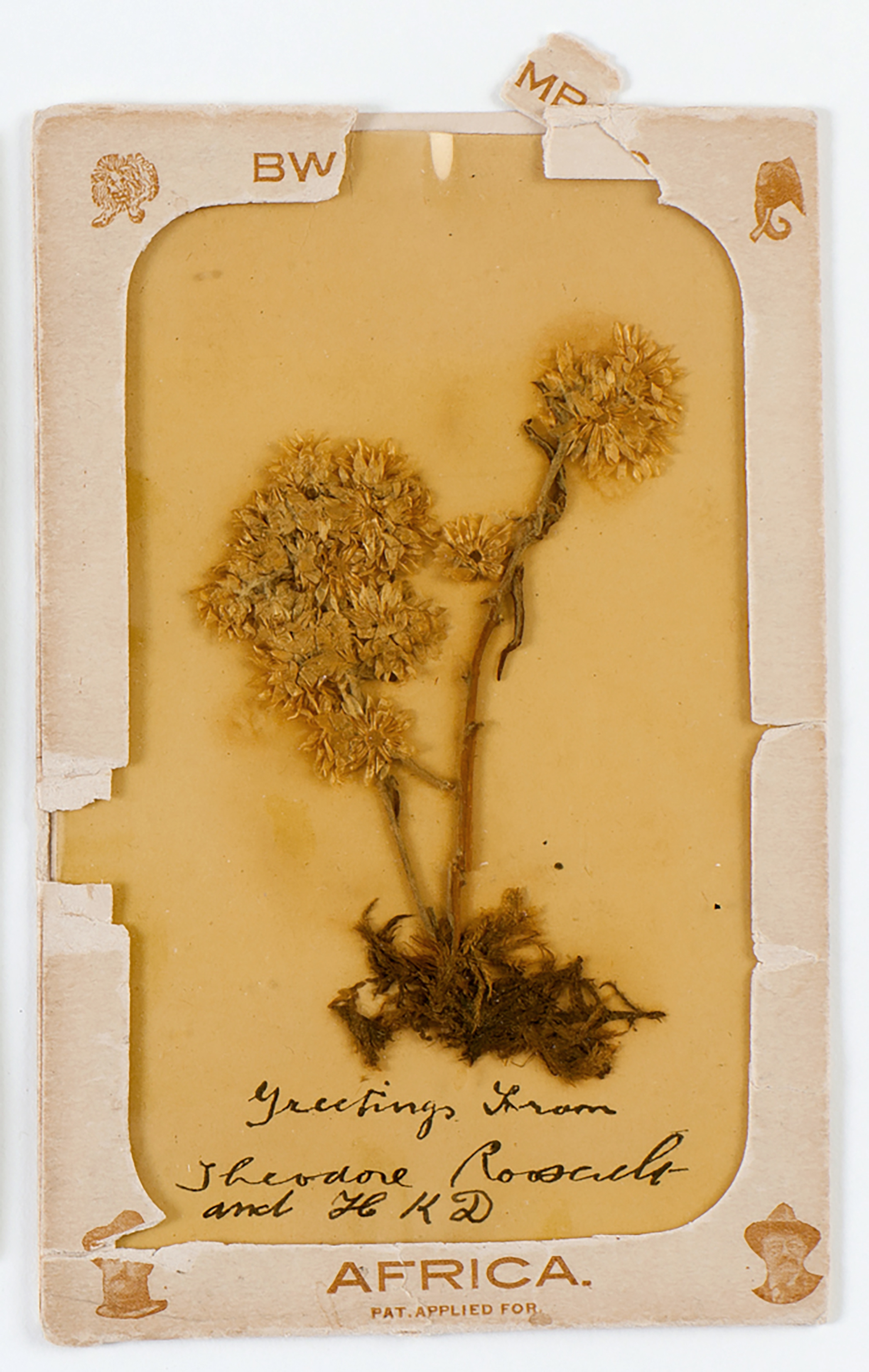 Lot image - ROOSEVELT, THEODORE  Signature below mounted flower from African trip.