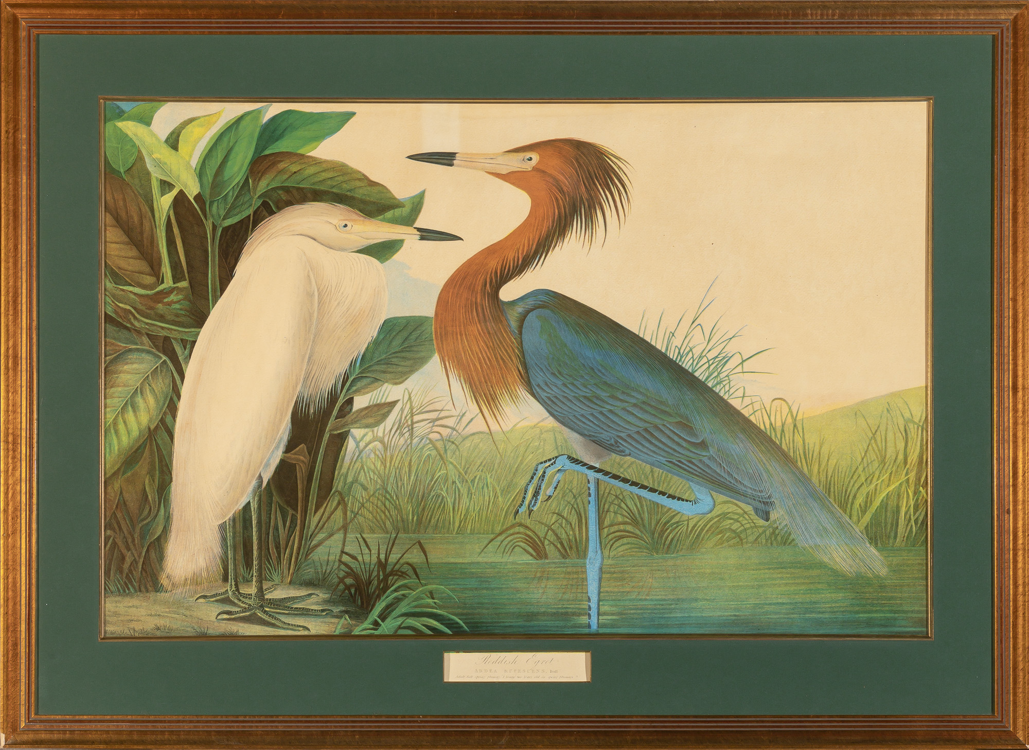 Lot image - After John James Audubon (1785-1851)