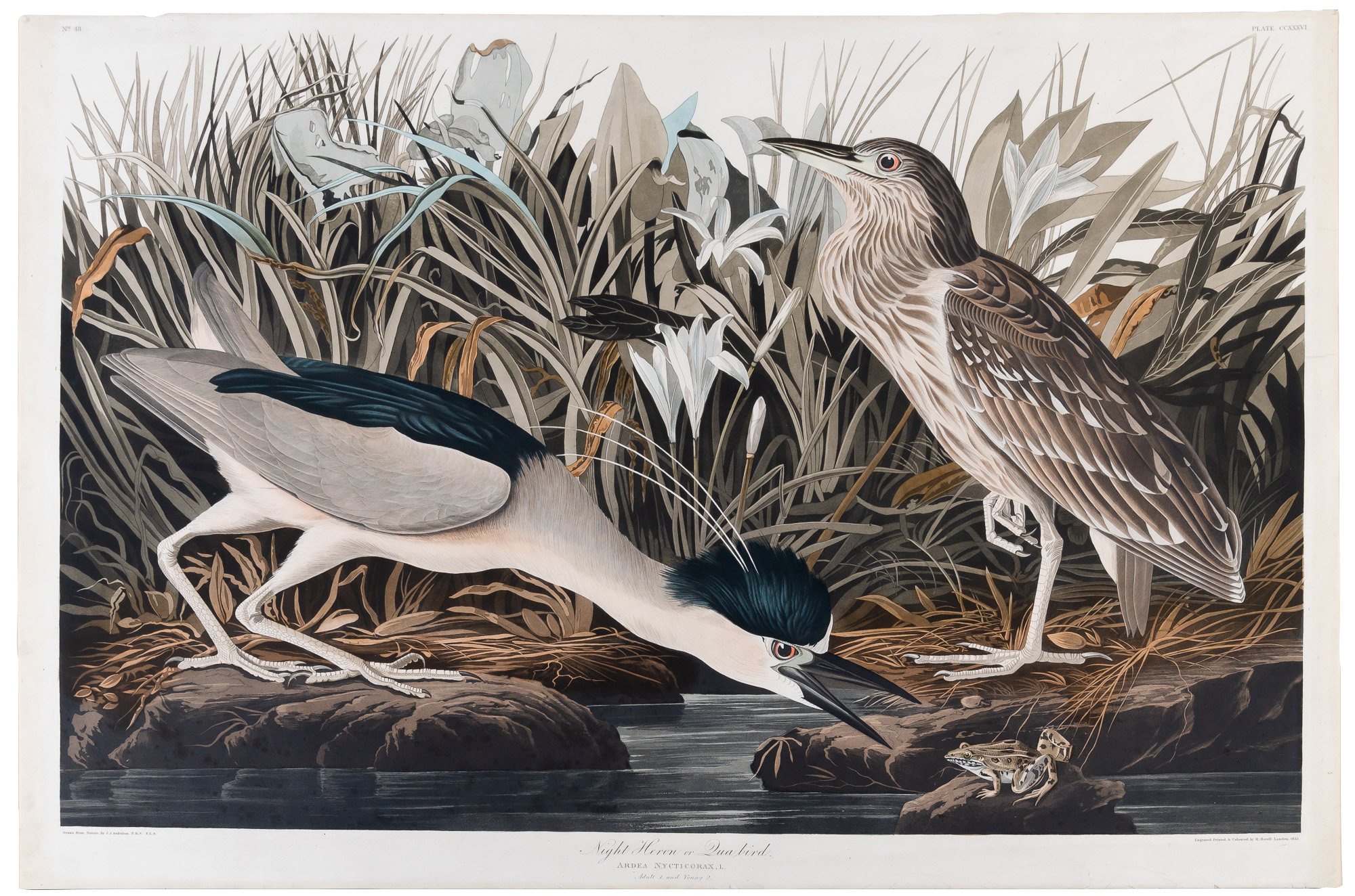Lot image - After John James Audubon (1785-1851)