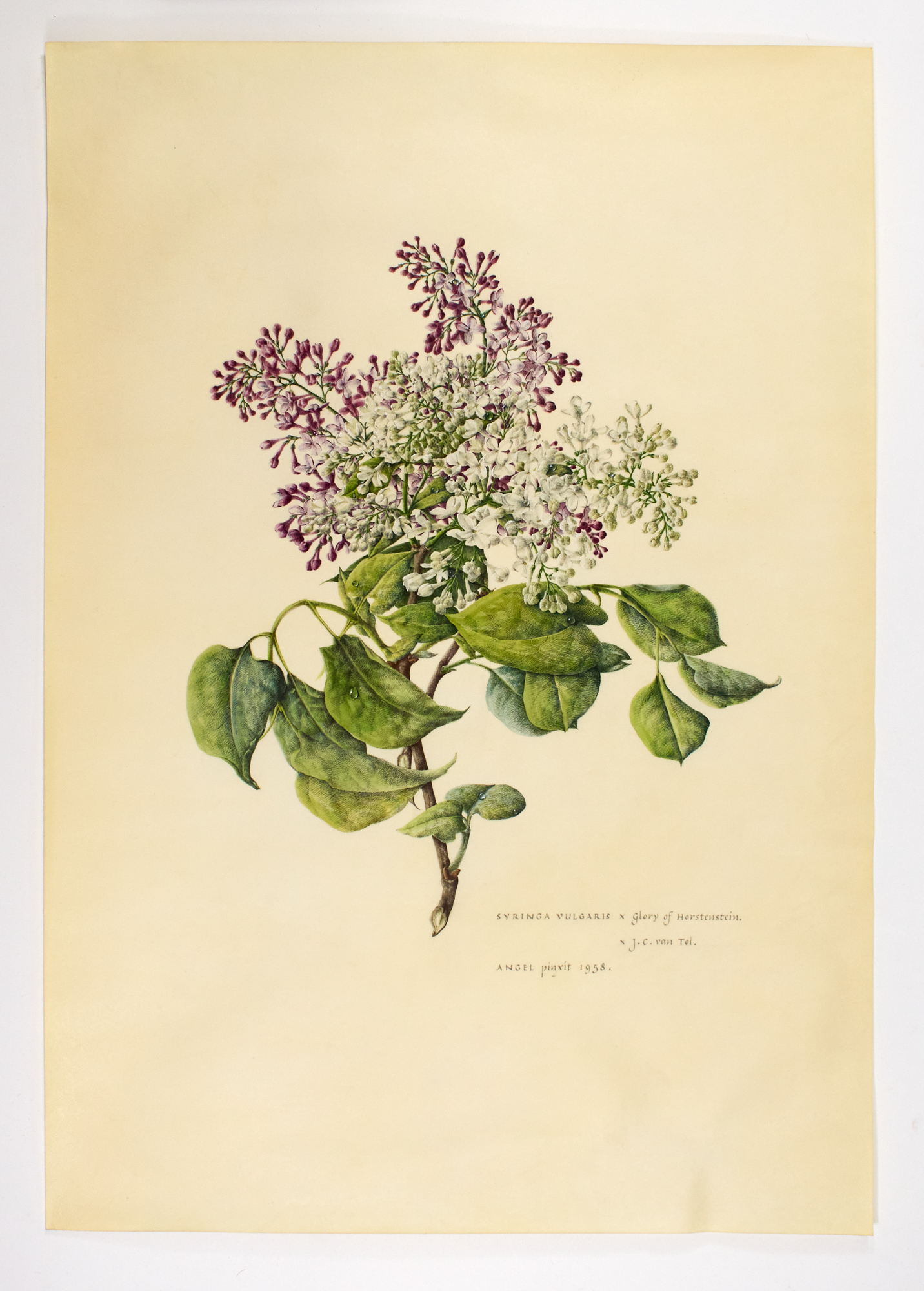 Lot image - ANGEL, MARIE  Syringia Vulgaris x Glory of Hortenstein.