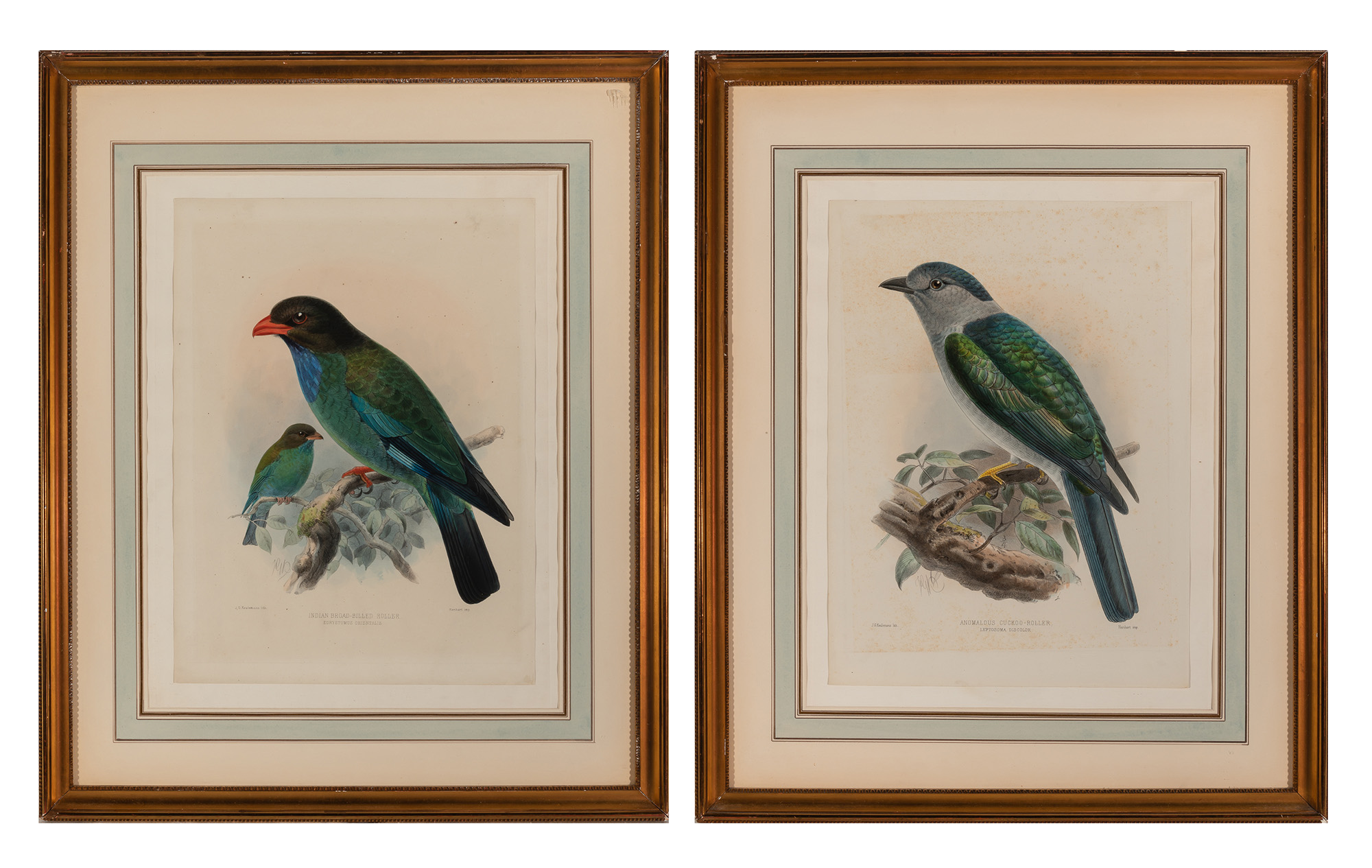 Lot image - John Gerrard Keulemans (1842-1912)