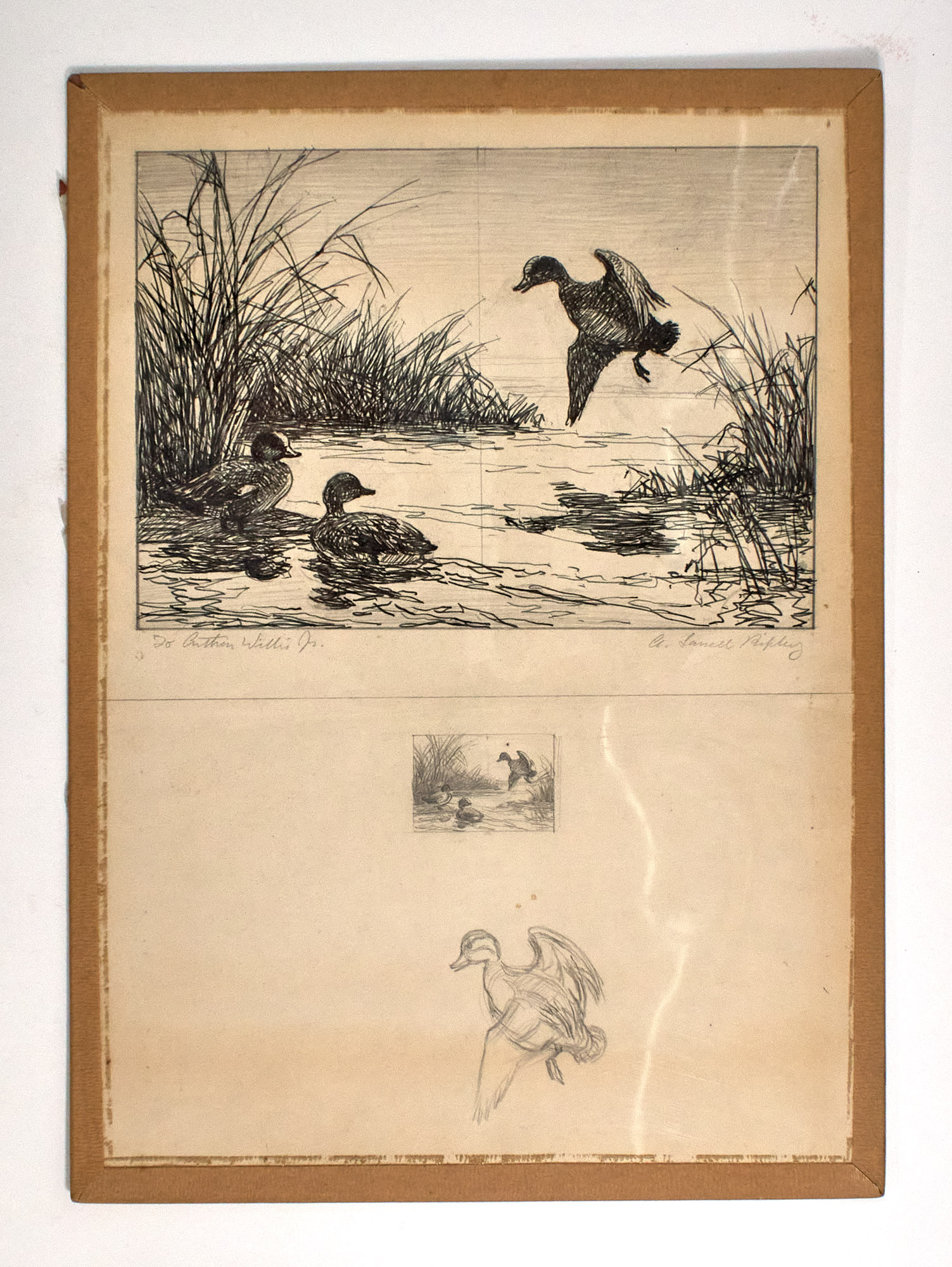 Lot image - RIPLEY, ALDEN LASSELL  Original drawings for the 1942-1943 Federal Duck Stamp, American Widgeon