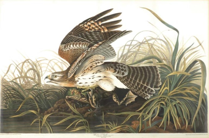 Lot image - After John James Audubon