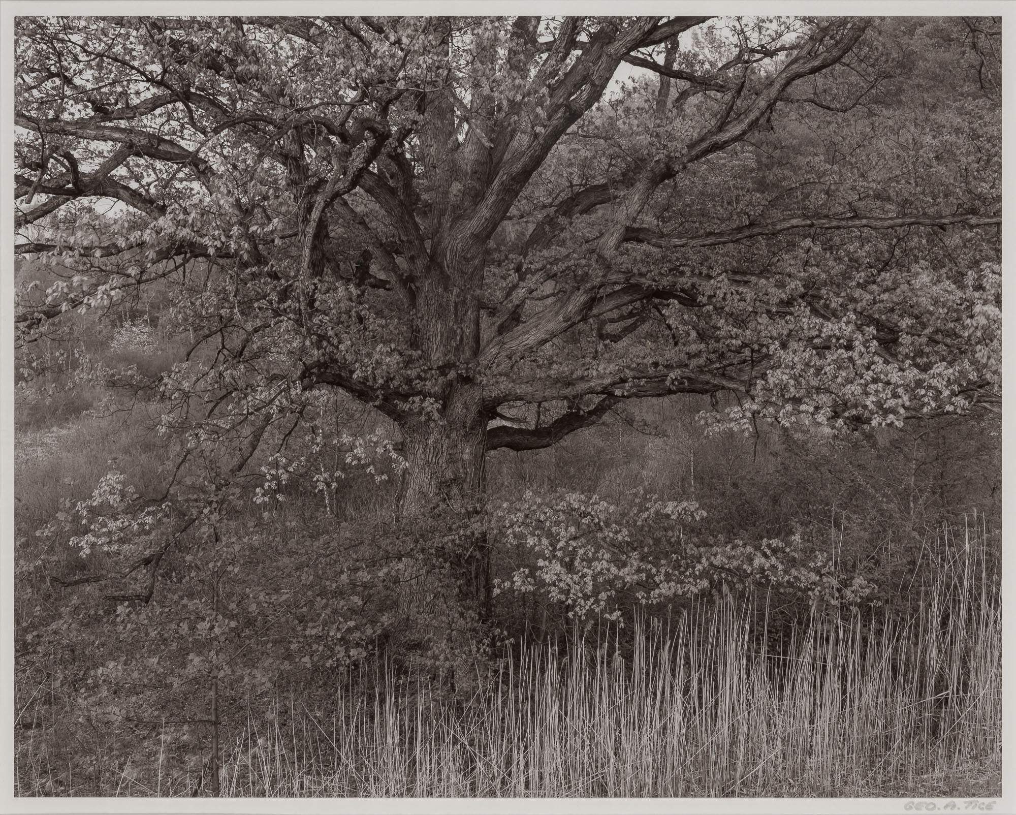 Lot image - TICE, GEORGE b. 1938  Oak Tree, Holmdel, New Jersey