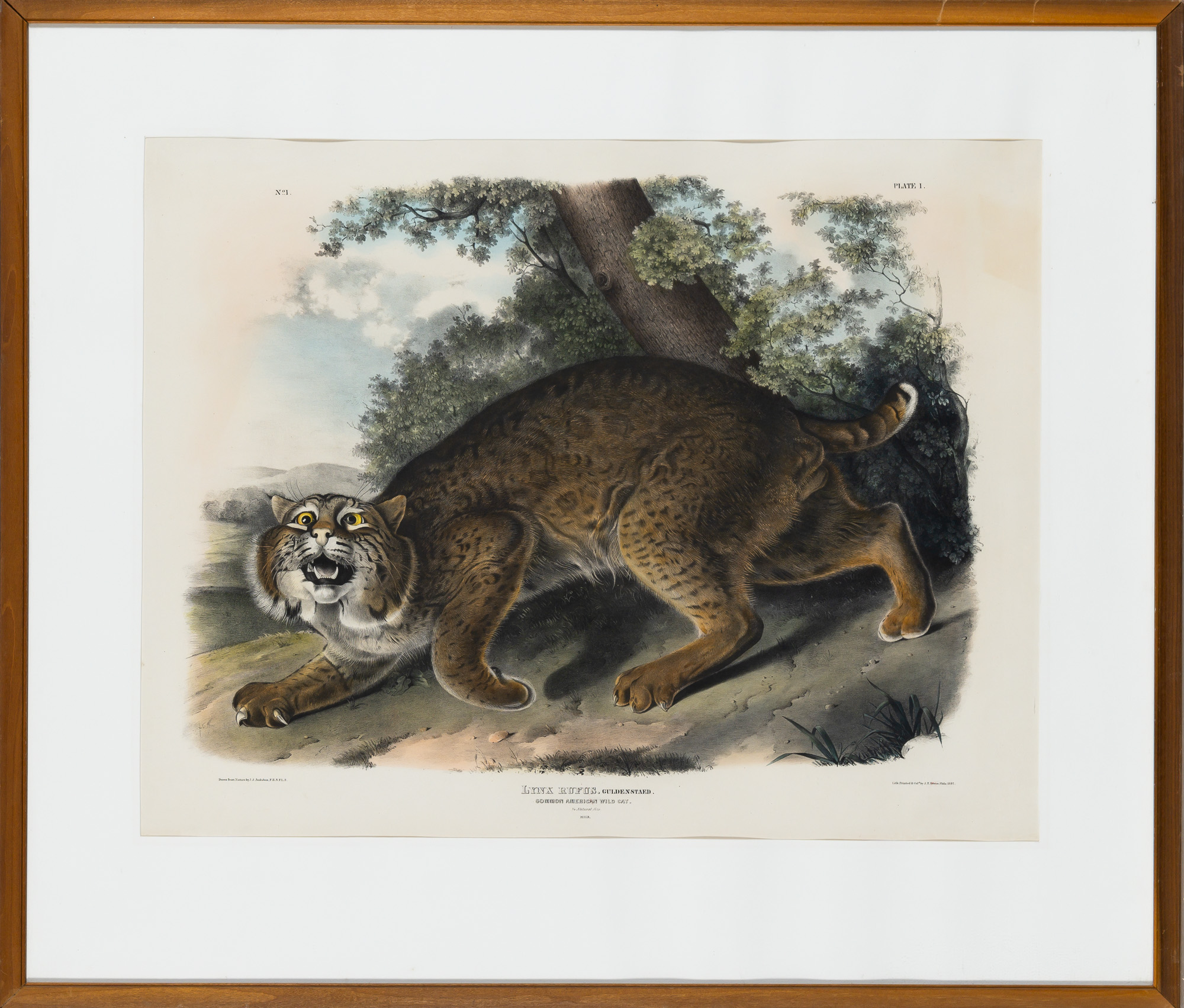 Lot image - After John James Audubon (1785-1851)