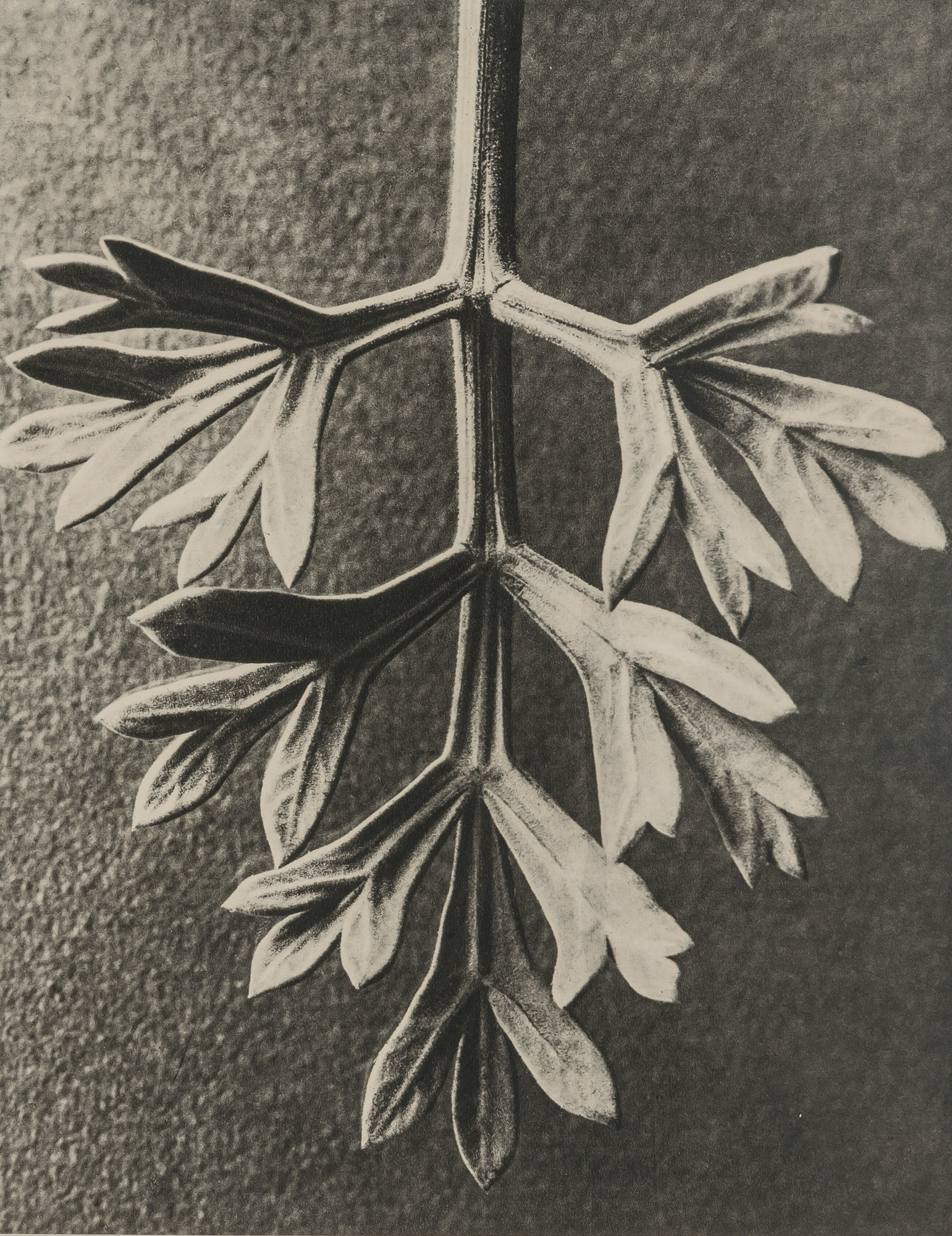 Lot image - BLOSSFELDT, KARL (1865-1932)  Group of approximately 32 photogravures.
