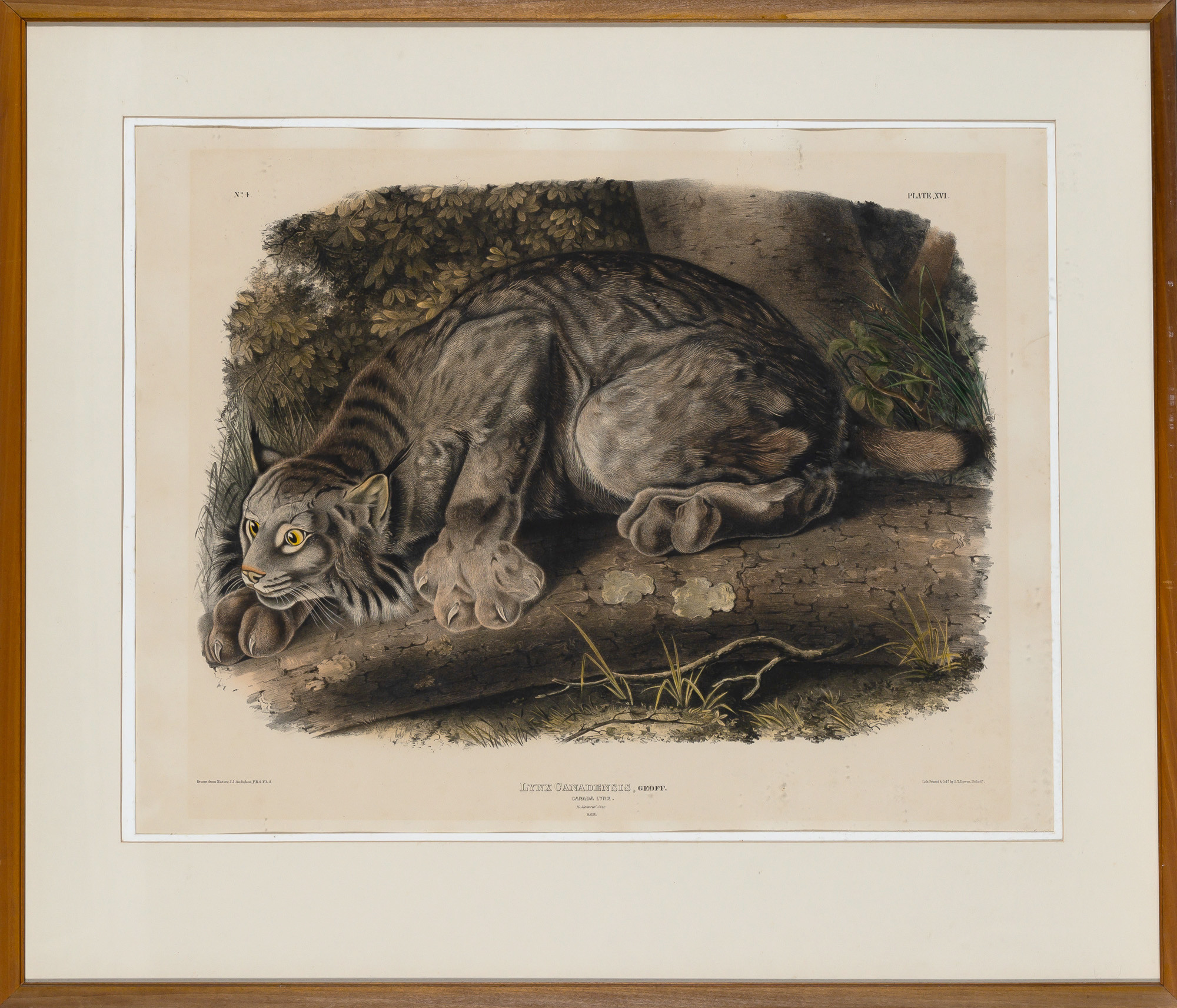 Lot image - After John James Audubon (1785-1851)