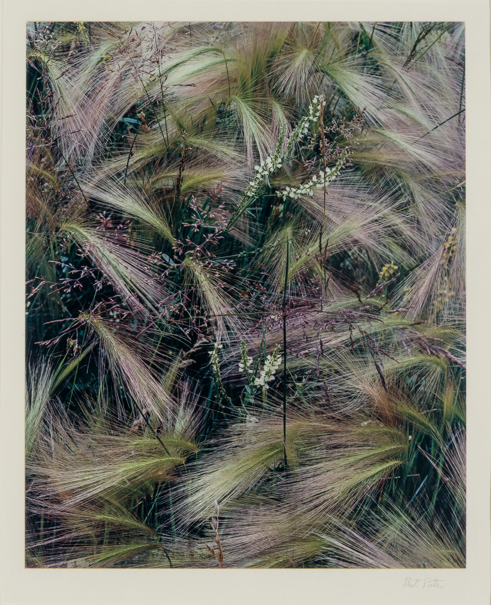 Lot image - PORTER, ELIOT (1901-1990)  Foxtail Grass, Colorado,
