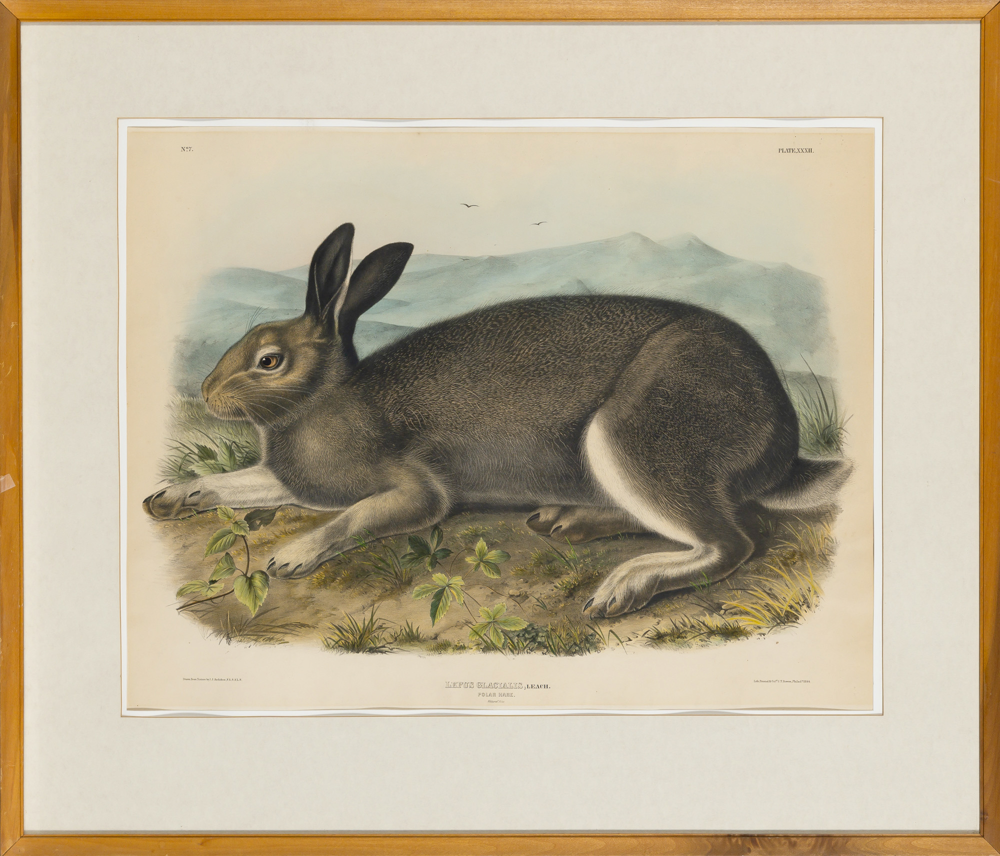 Lot image - After John James Audubon (1785-1851)