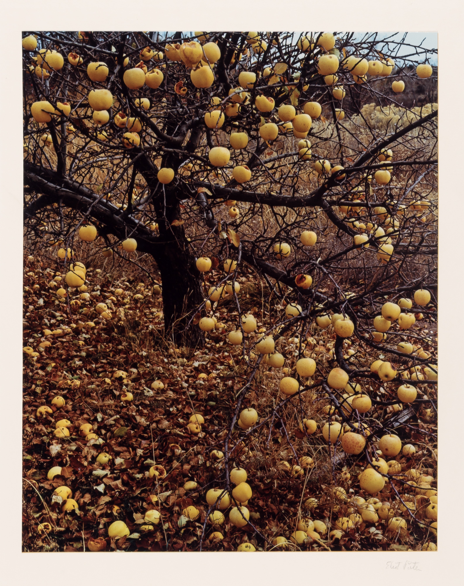 Lot image - PORTER, ELIOT (1901-1990)  Group of four images,