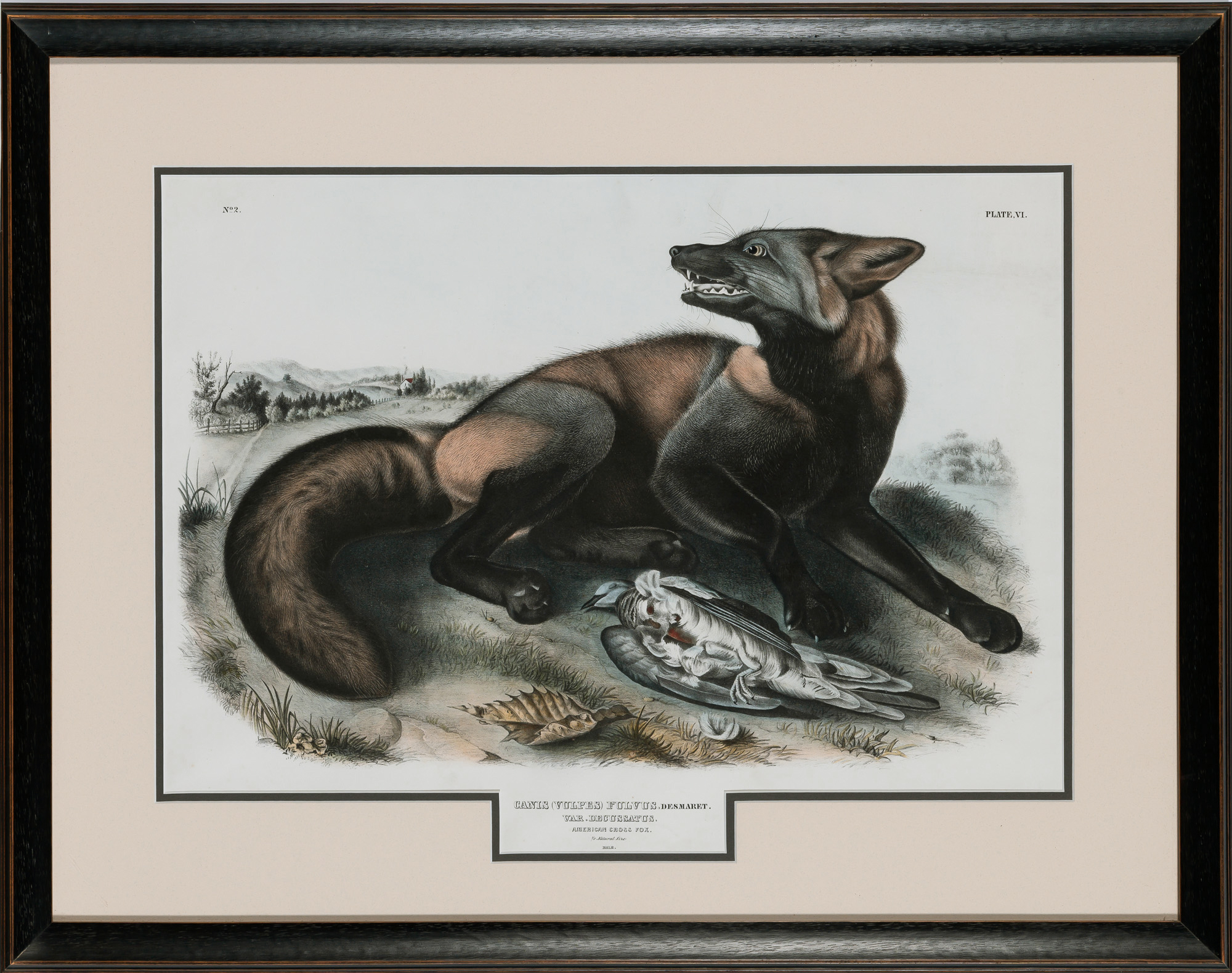 Lot image - After John James Audubon (1785-1851)