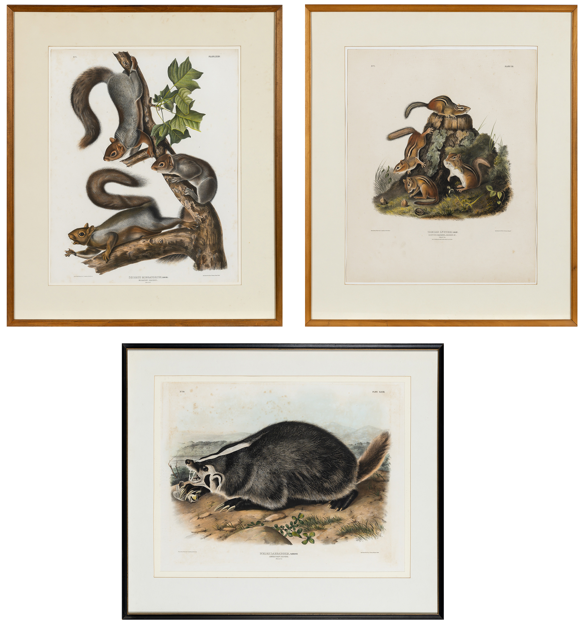 Lot image - After John James Audubon (1785-1851)