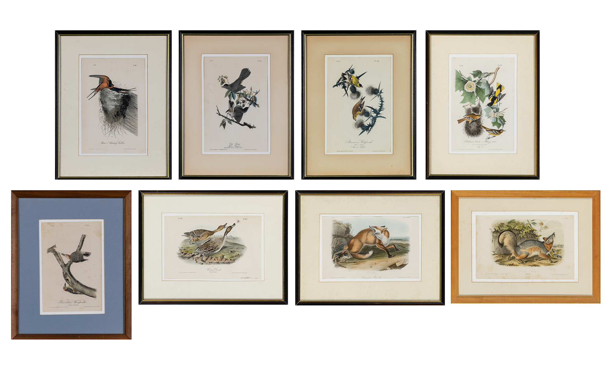 Lot image - After John James Audubon (1785-1851)