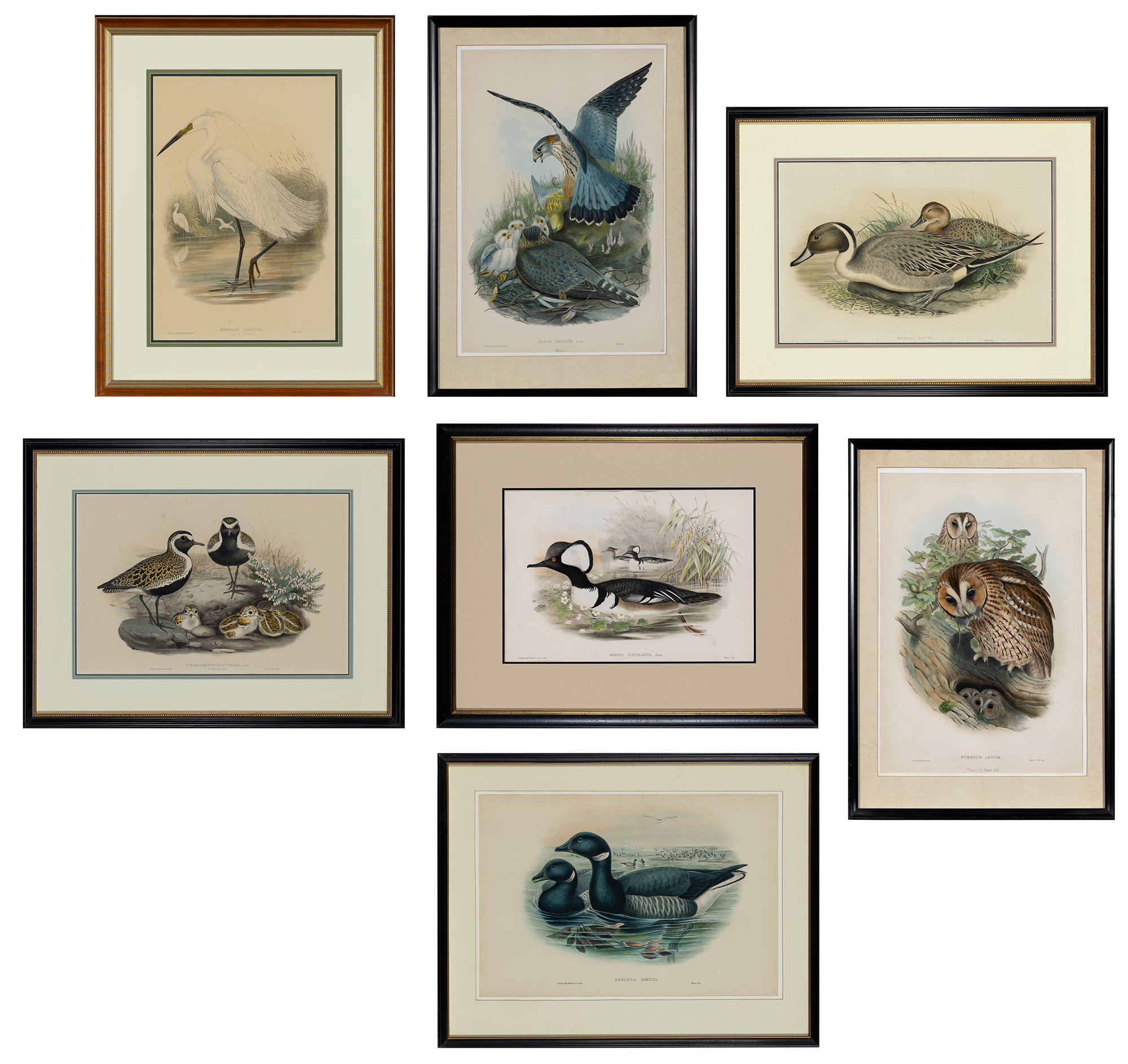 Lot image - John Gould, publisher