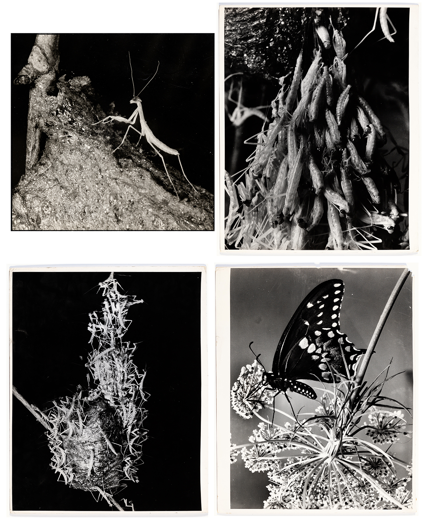 Lot image - BOURKE-WHITE, MARGARET (1904-1971)  A Newborn Praying Mantis.