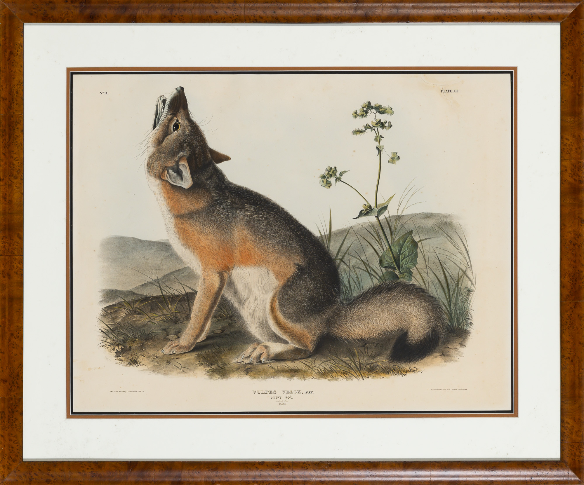 Lot image - After John James Audubon (1785-1851)