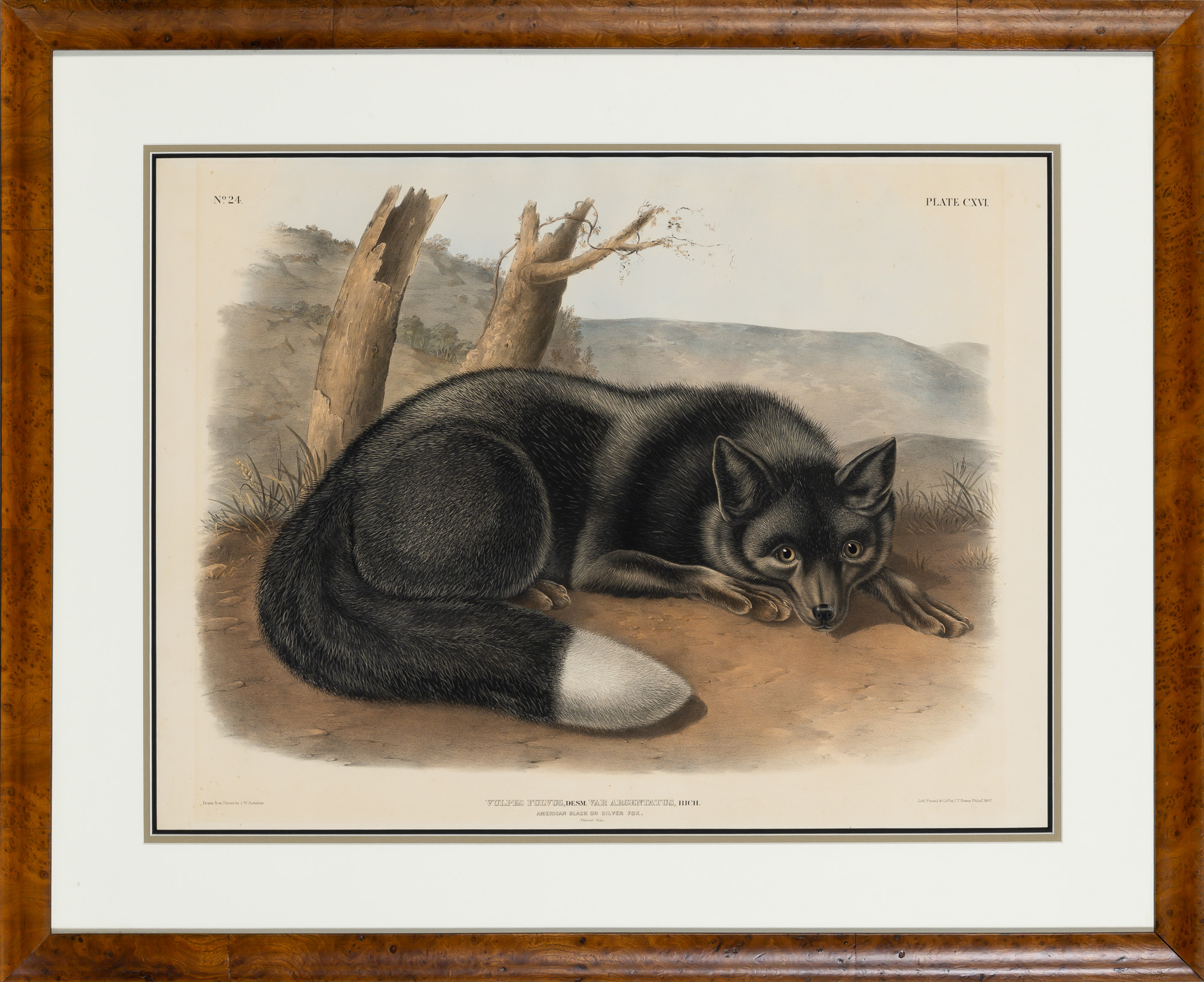 Lot image - After John James Audubon (1785-1851)