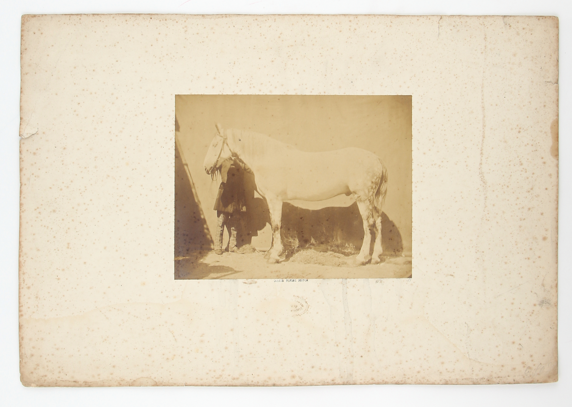 Lot image - BISSON FRÈRES (Louis-Auguste, 1814-1876 & August-Rosalie 1826-1900)   Six animal studies (a white horse, a dog, a goat and three images of sheep),