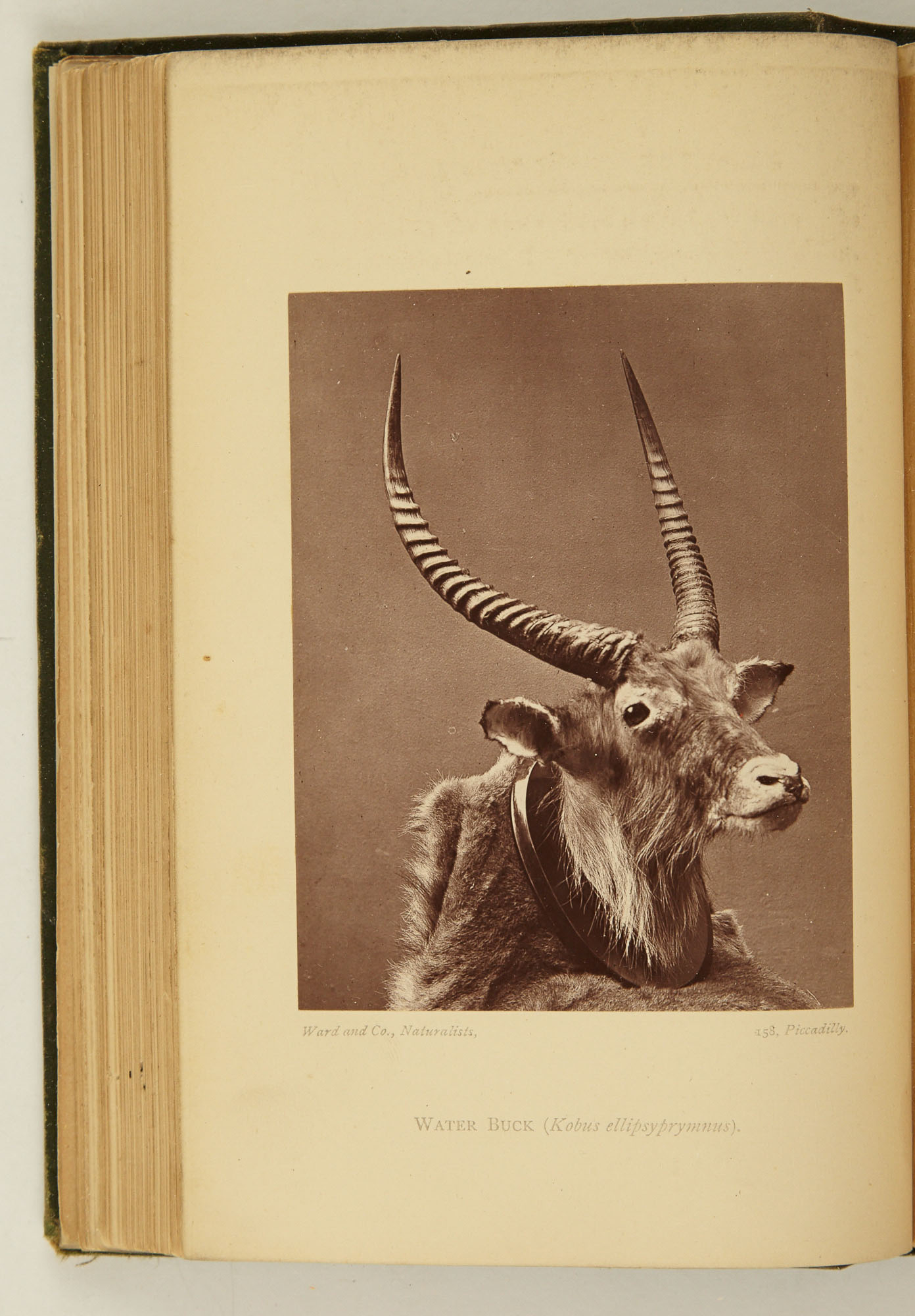 Lot image - MYERS, ARTHUR B.[OWEN] R.[ICHARDS]  Life with the Hamran Arabs. An Account of a Sporting Tour of Some Officers of the Guards in the Soudan during the Winter of 1874-5.