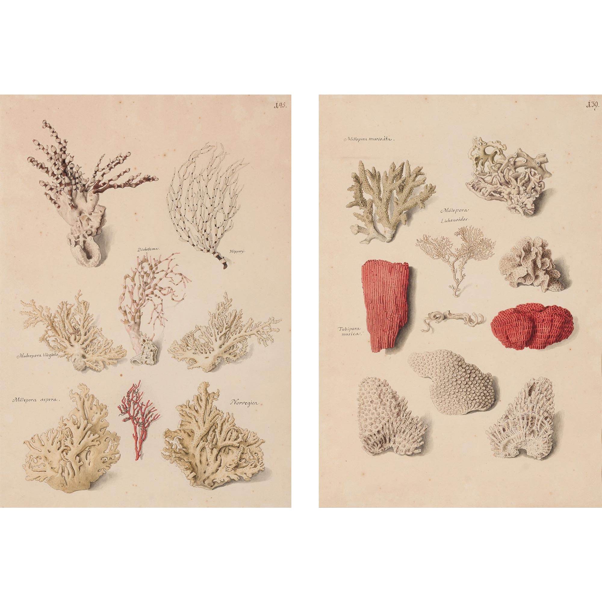 Lot image - Franz Anton von Scheidel