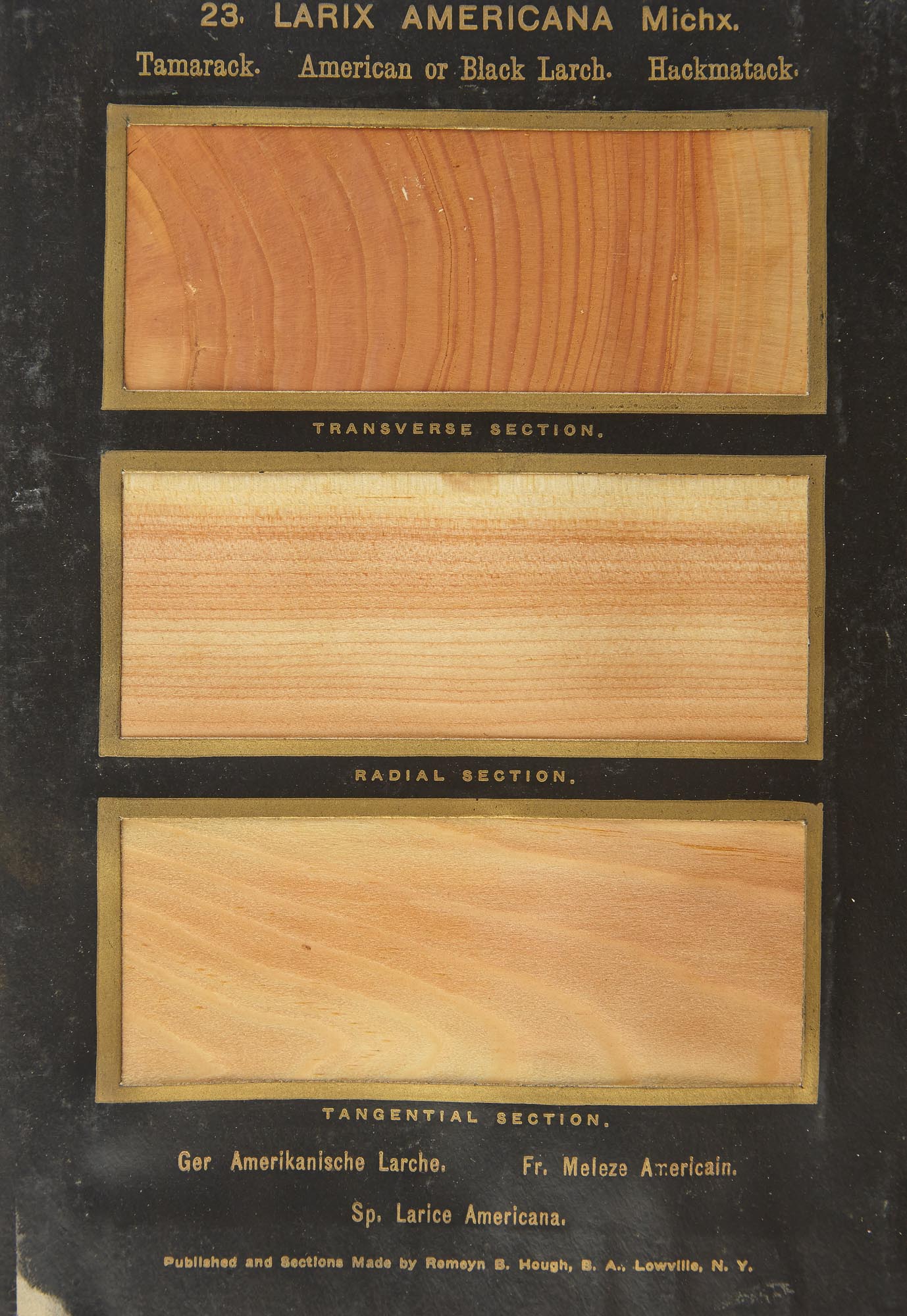 Lot image - HOUGH, ROMEYN B.  The American Woods, exhibited by actual specimens and with copious explanatory text.