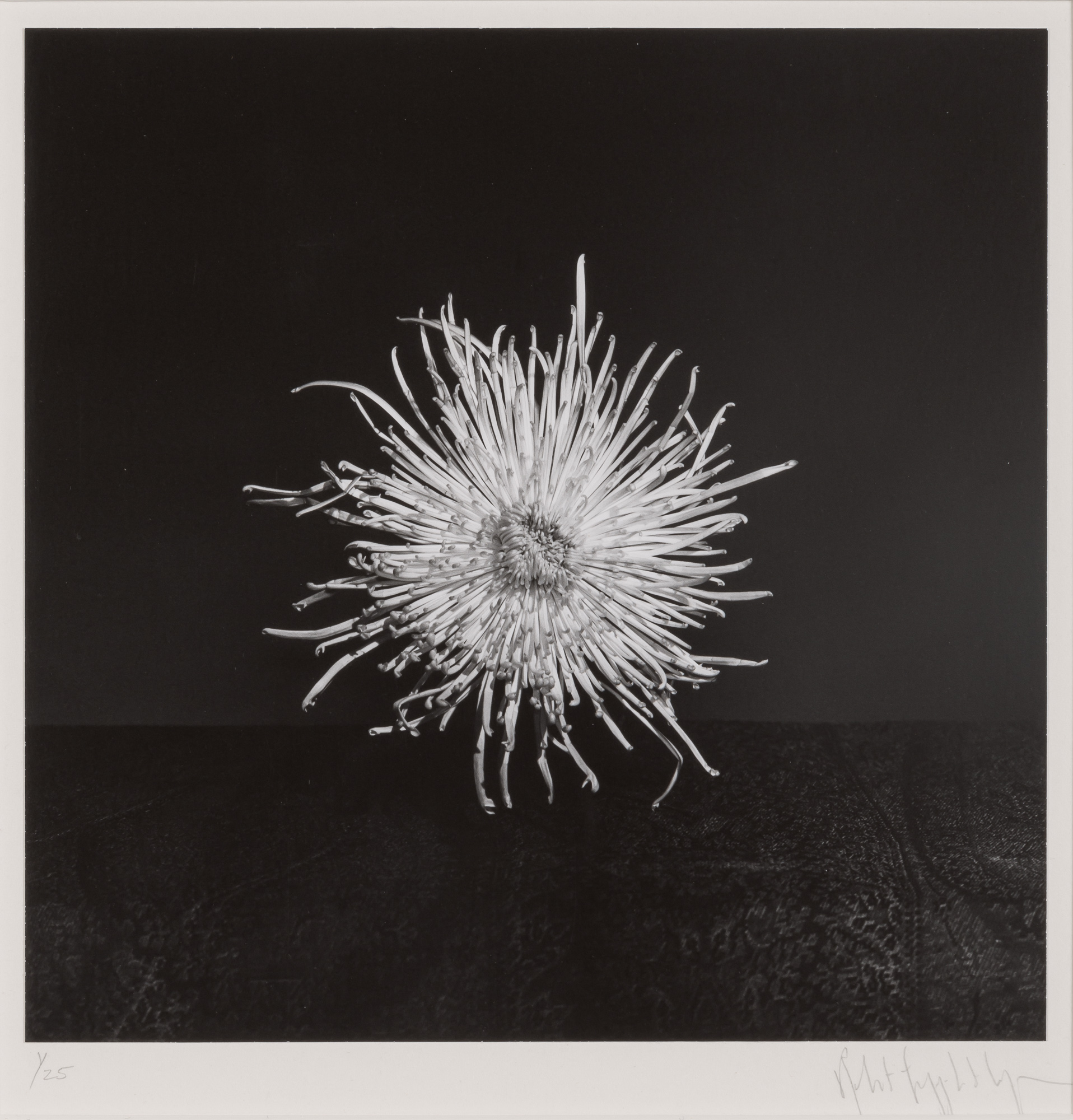 Lot image - MAPPLETHORPE, ROBERT (1946-1989)  Chrysanthemum,