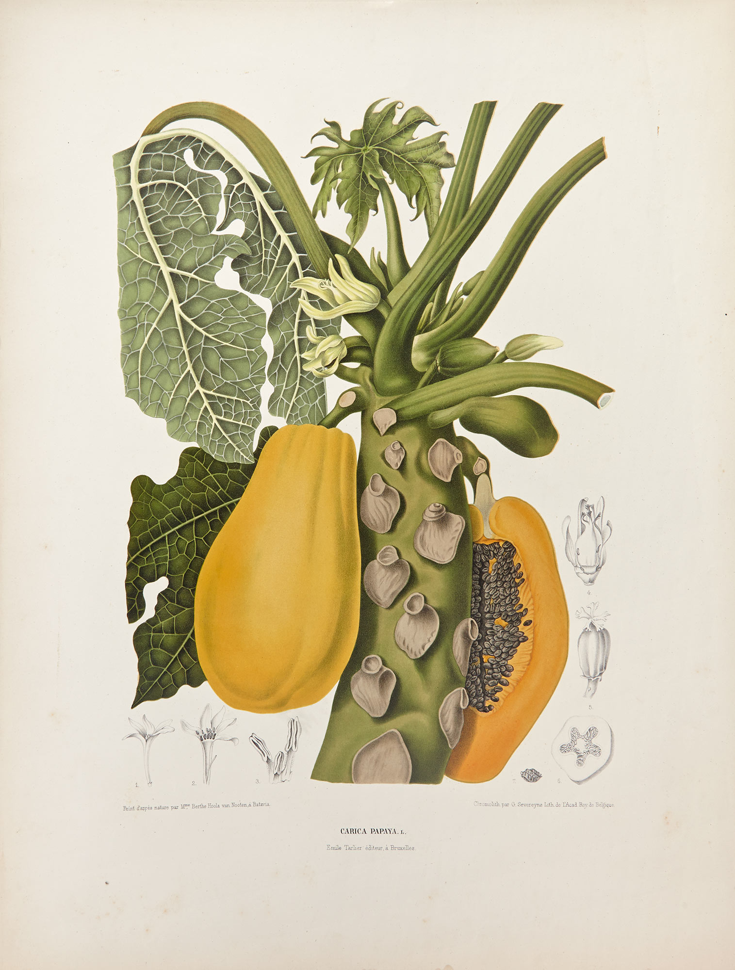 Lot image - HOOLA VAN NOOTEN, BERTHE. Fleurs, fruits et feuillages choisies de la flore et de la pomone de lIle de Java peints daprès nature.
