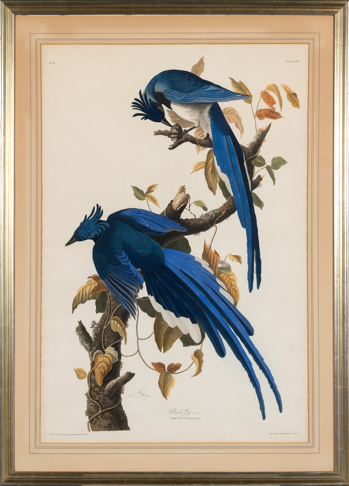 Lot image - After John James Audubon (1785-1851)