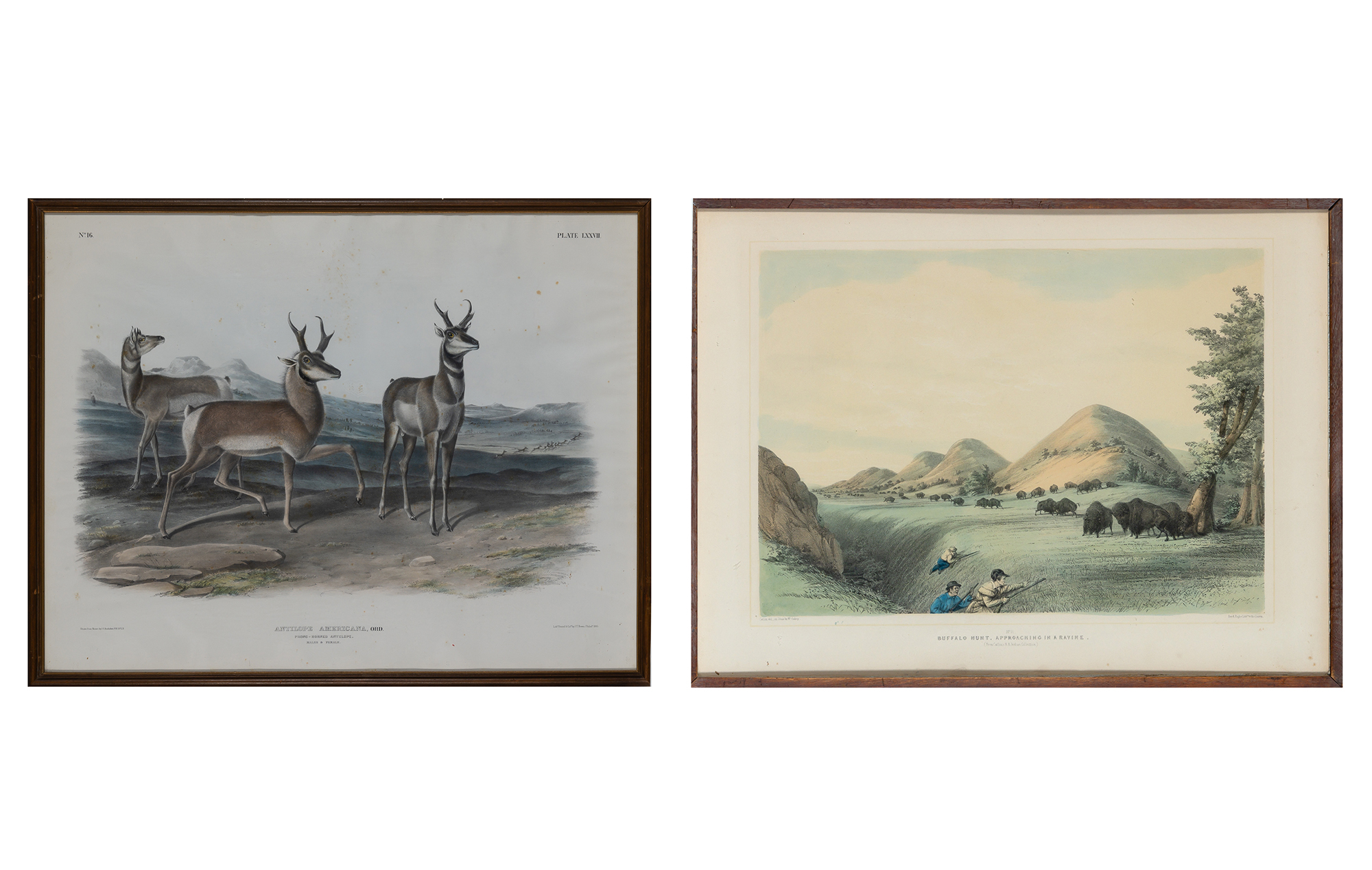 Lot image - After John James Audubon (1785-1851)