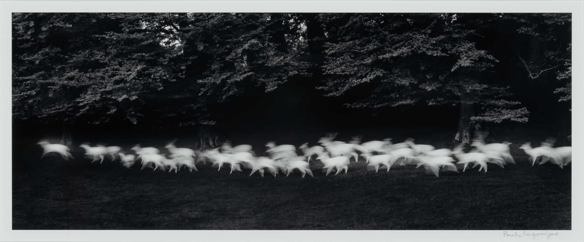 Lot image - CAPONIGRO, PAUL (b. 1932)  Running White Deer, County Wicklow, Ireland,