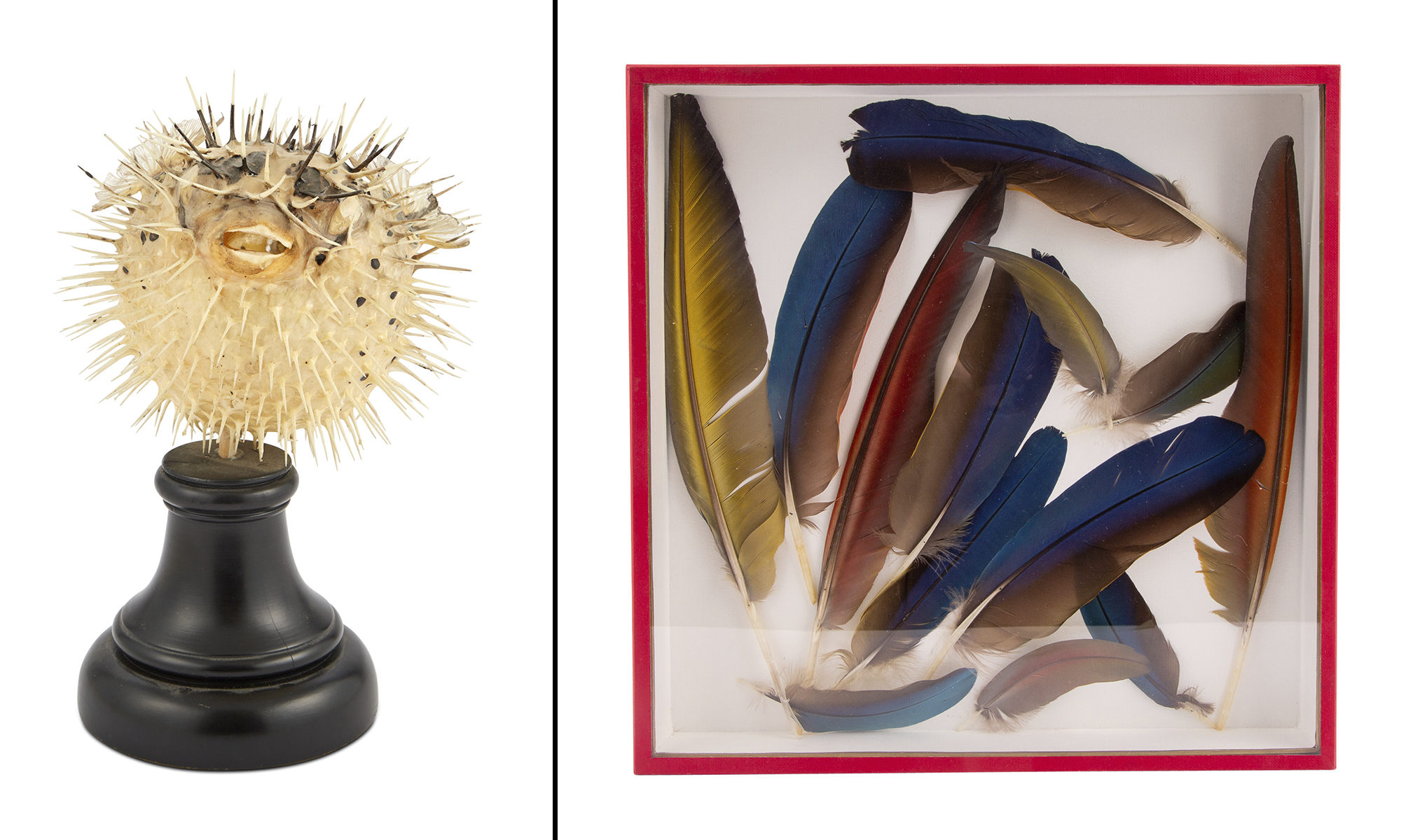 Lot image - Puffer Fish Specimen