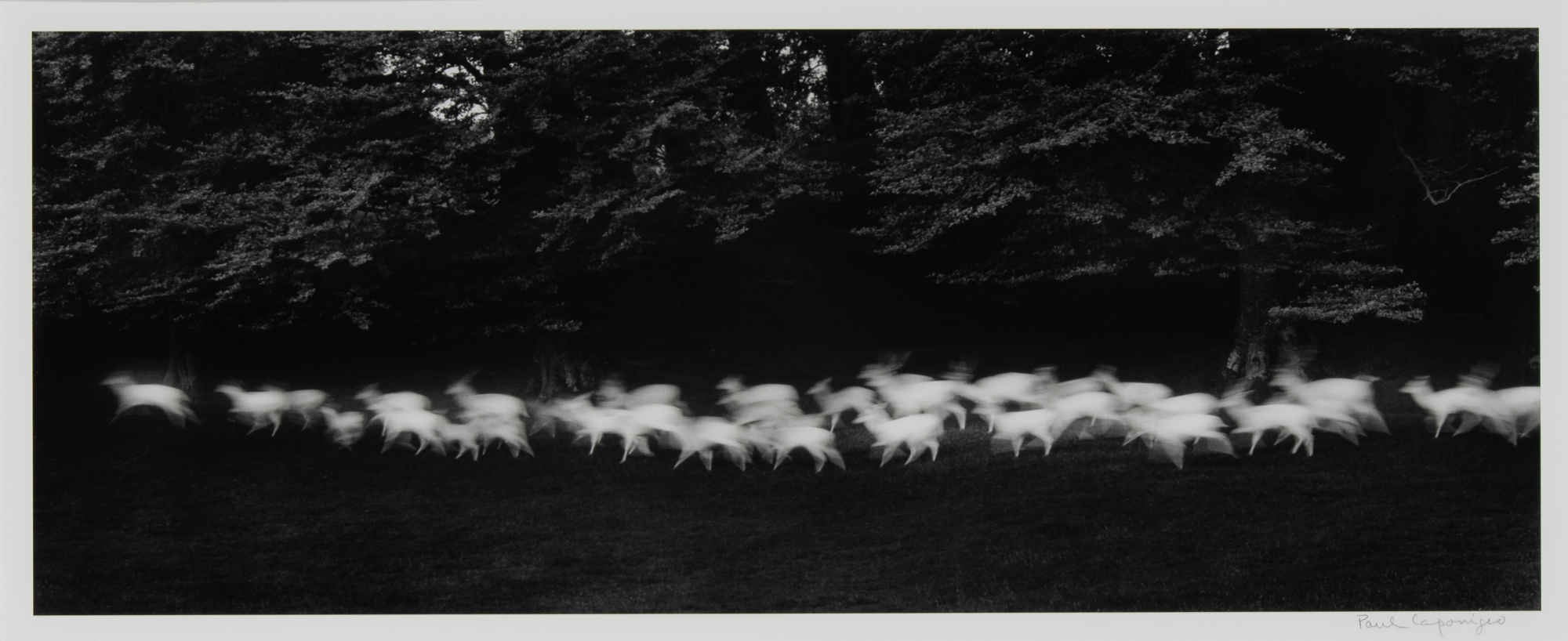Lot image - CAPONIGRO, PAUL (b. 1932)  Running White Deer, County Wicklow, Ireland,