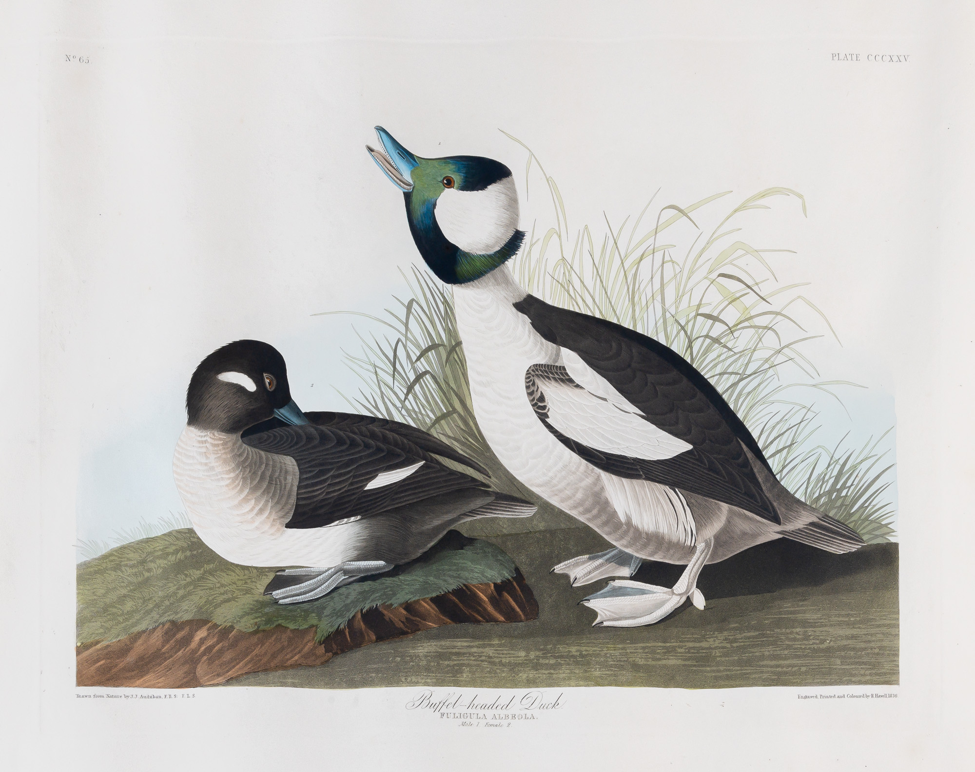 Lot image - After John James Audubon (1785-1851)