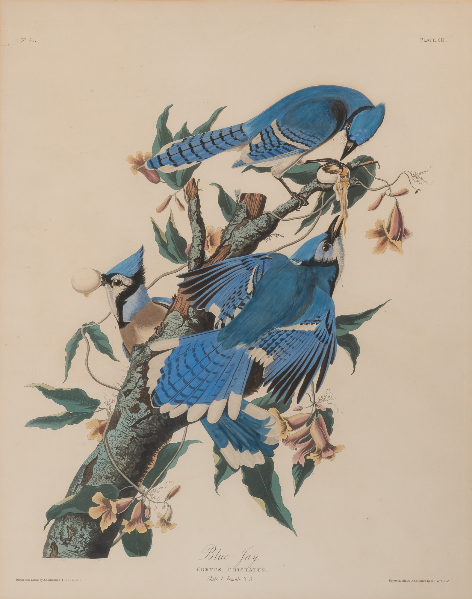 Lot image - After John James Audubon (1785-1851)