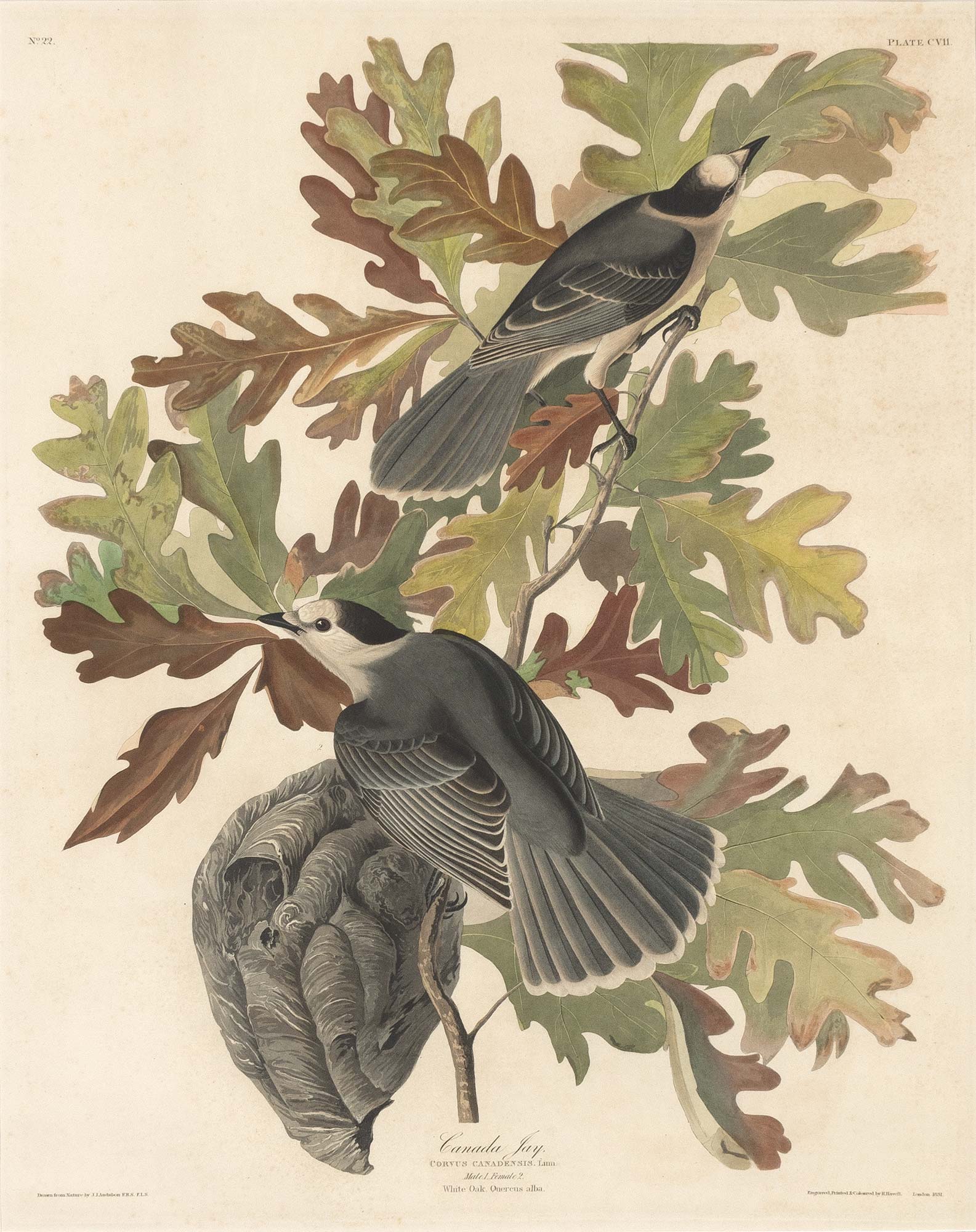 Lot image - After John Jay Audubon