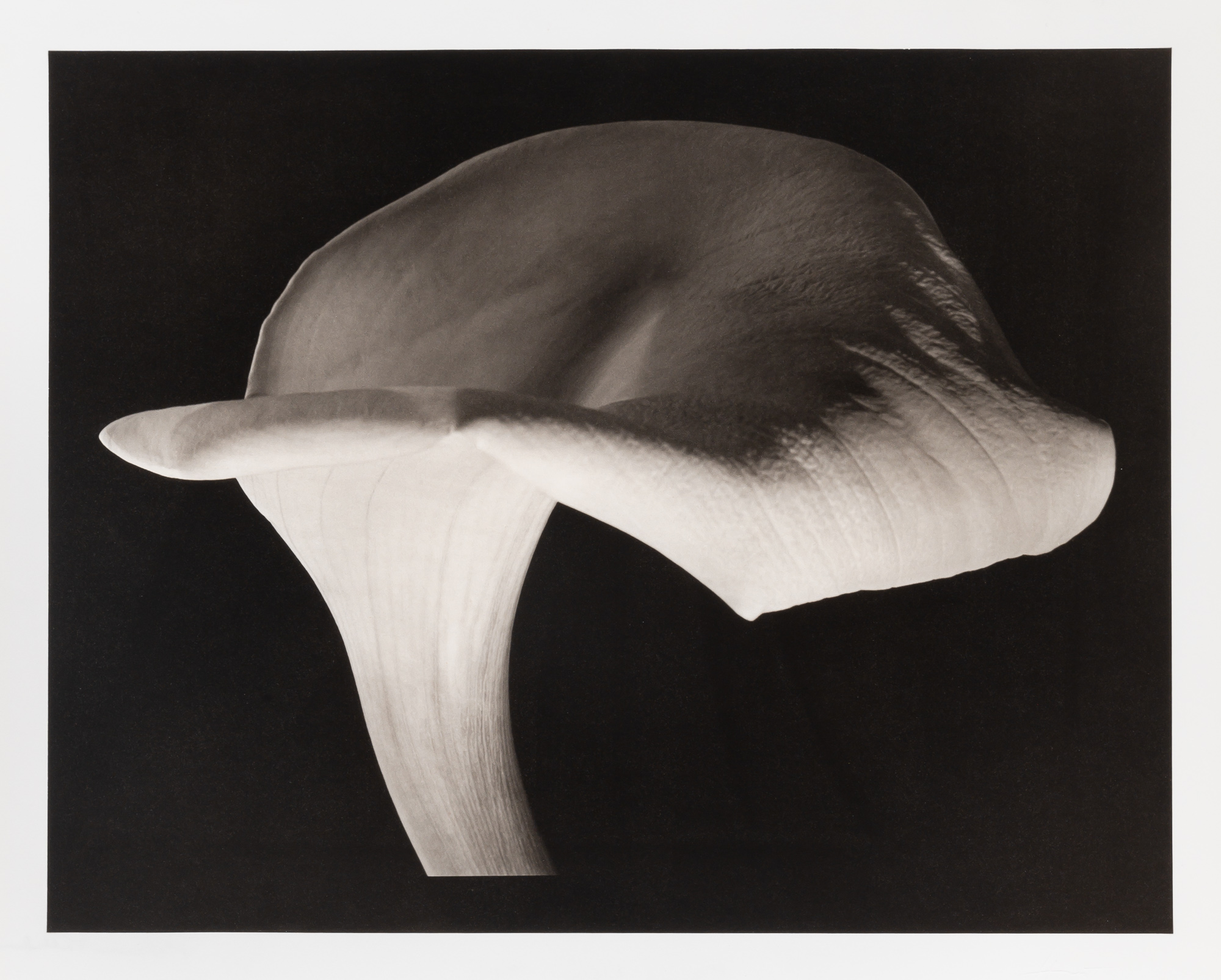 Lot image - HORST. HORST P. (1906-1999)  Calla Lily,