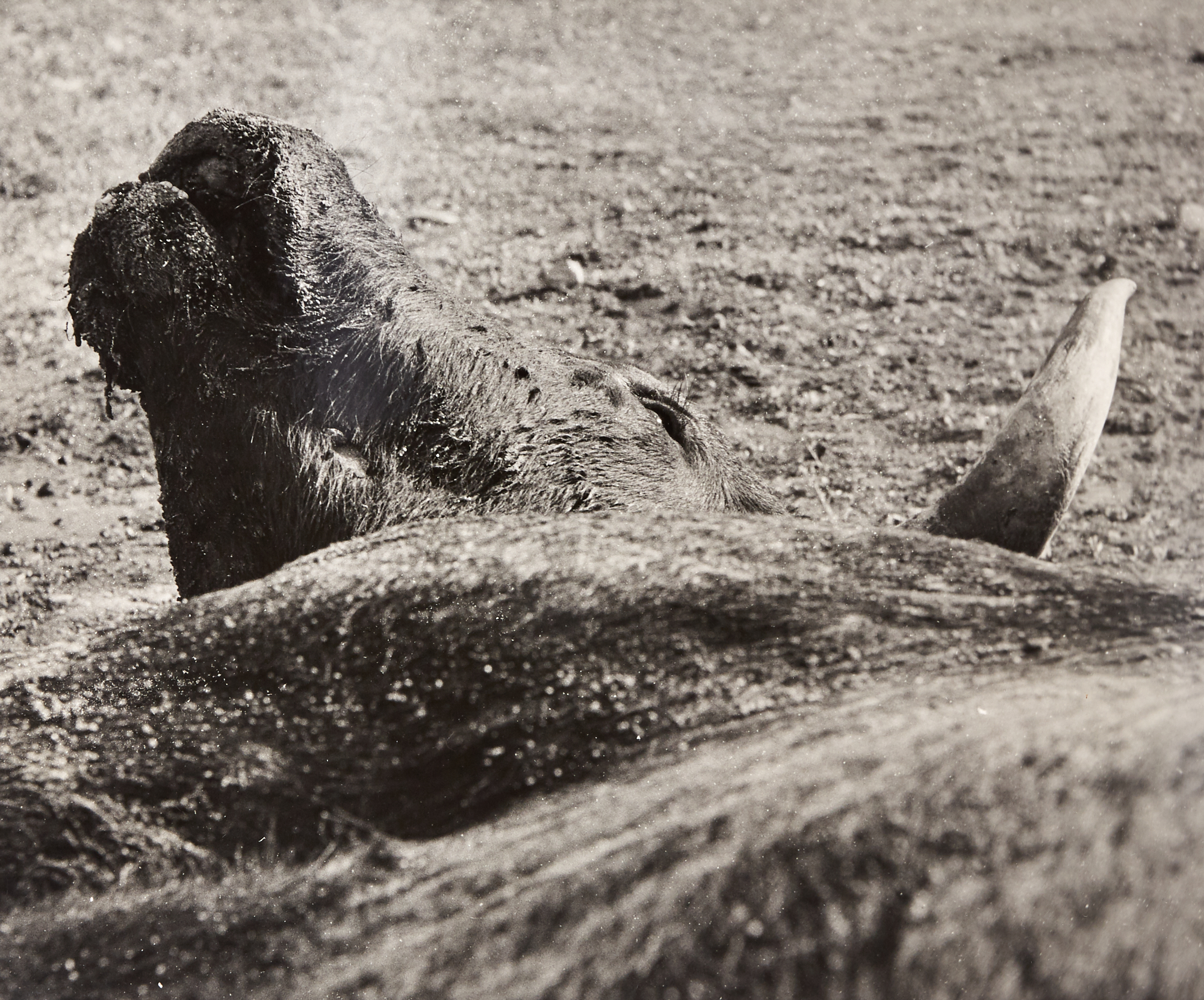 Lot image - CLERGUE, LUCIEN (1934-2014)  Group of twenty large-format works.