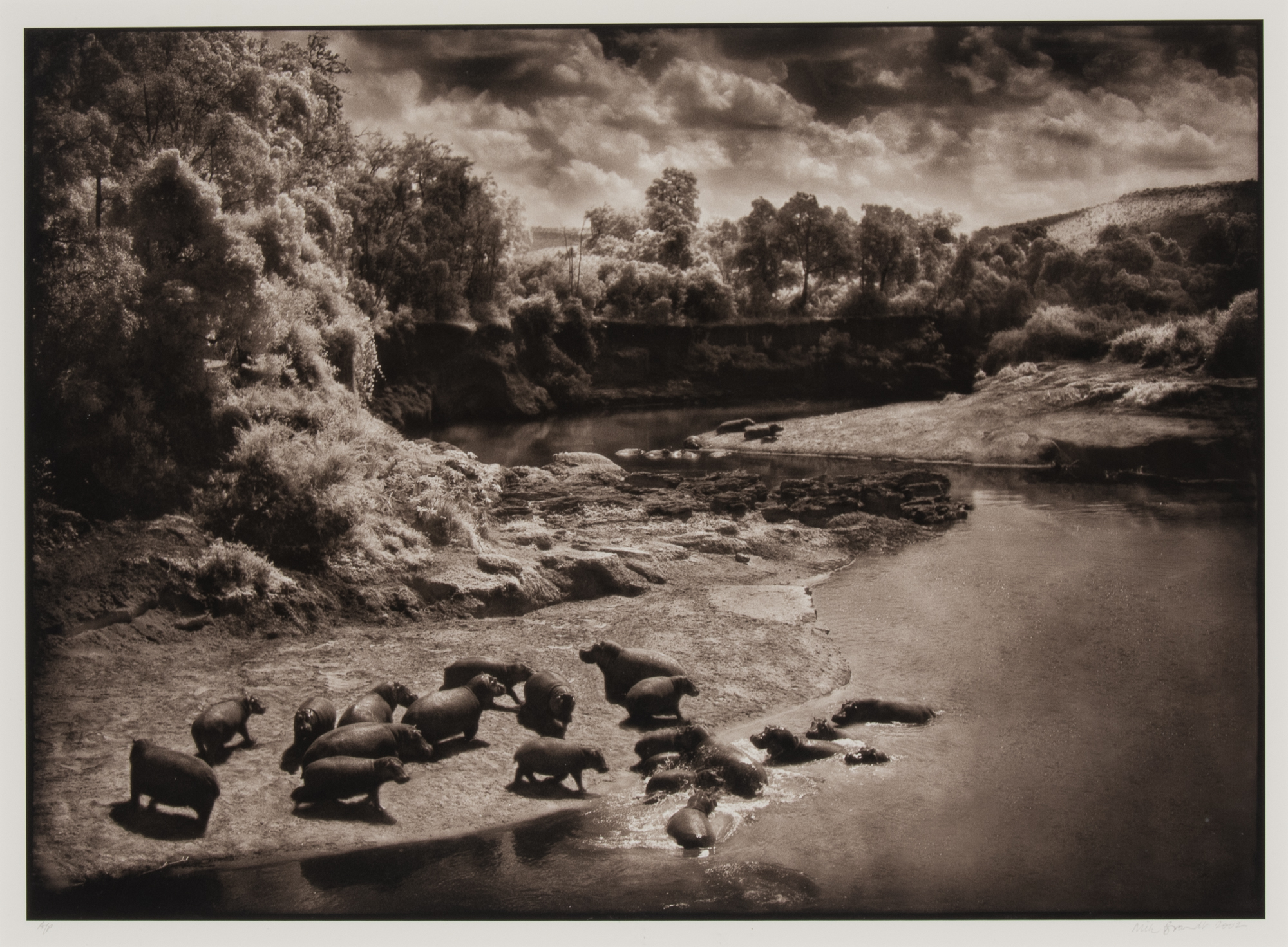Lot image - BRANDT, NICK (b. 1966)  [Hippos on the Mara River, Maasai Mara]
