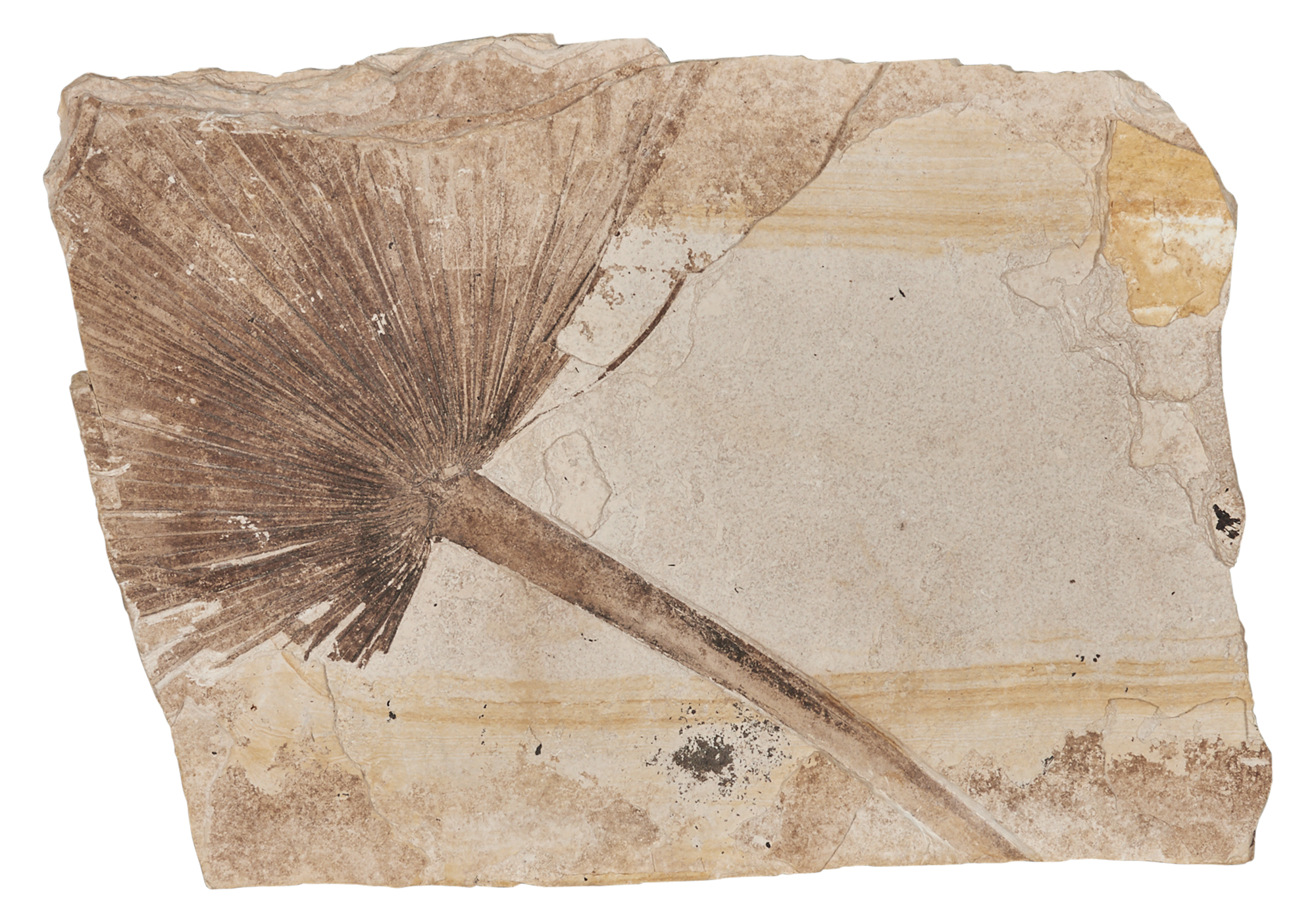 Lot image - [FOSSIL]  Palm Frond Fossil.