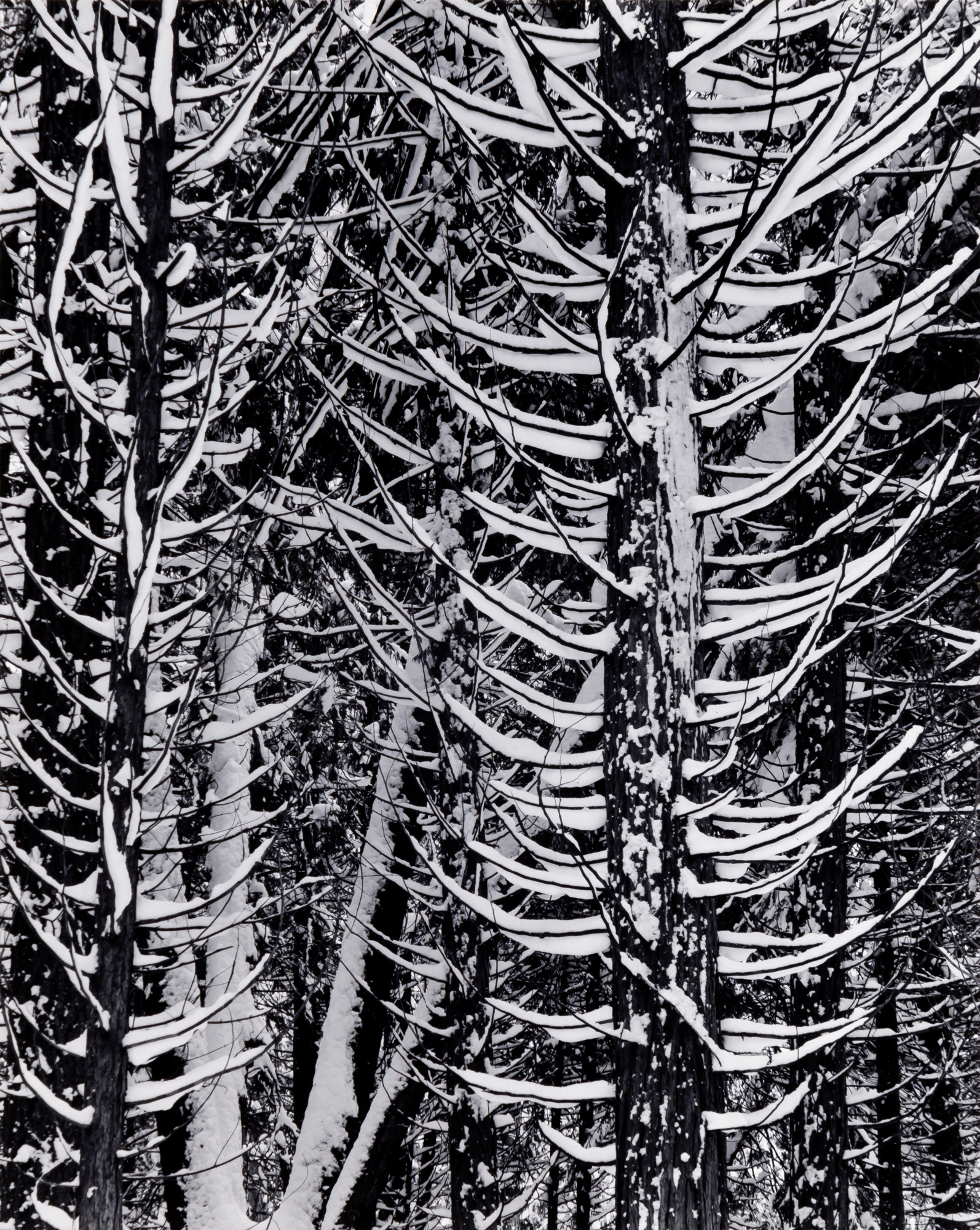 Lot image - ANSEL ADAMS (1902-1994)  Forest Detail, Winter, [Yosemite National Park, 1949],