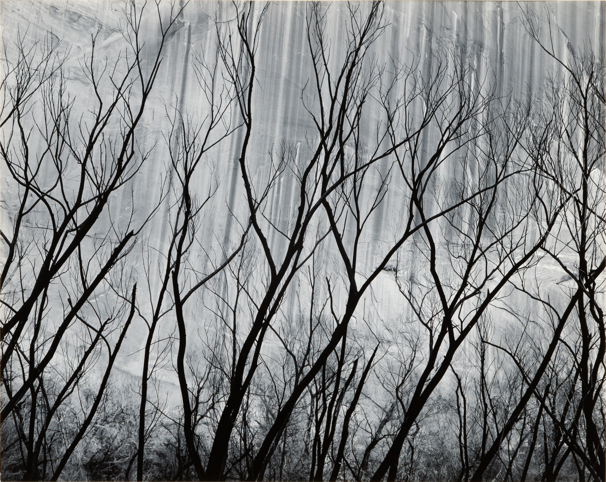 Lot image - WESTON, BRETT (1911-1993)  Untitled [Rock Wall and Trees, Glen Canyon] 1959],