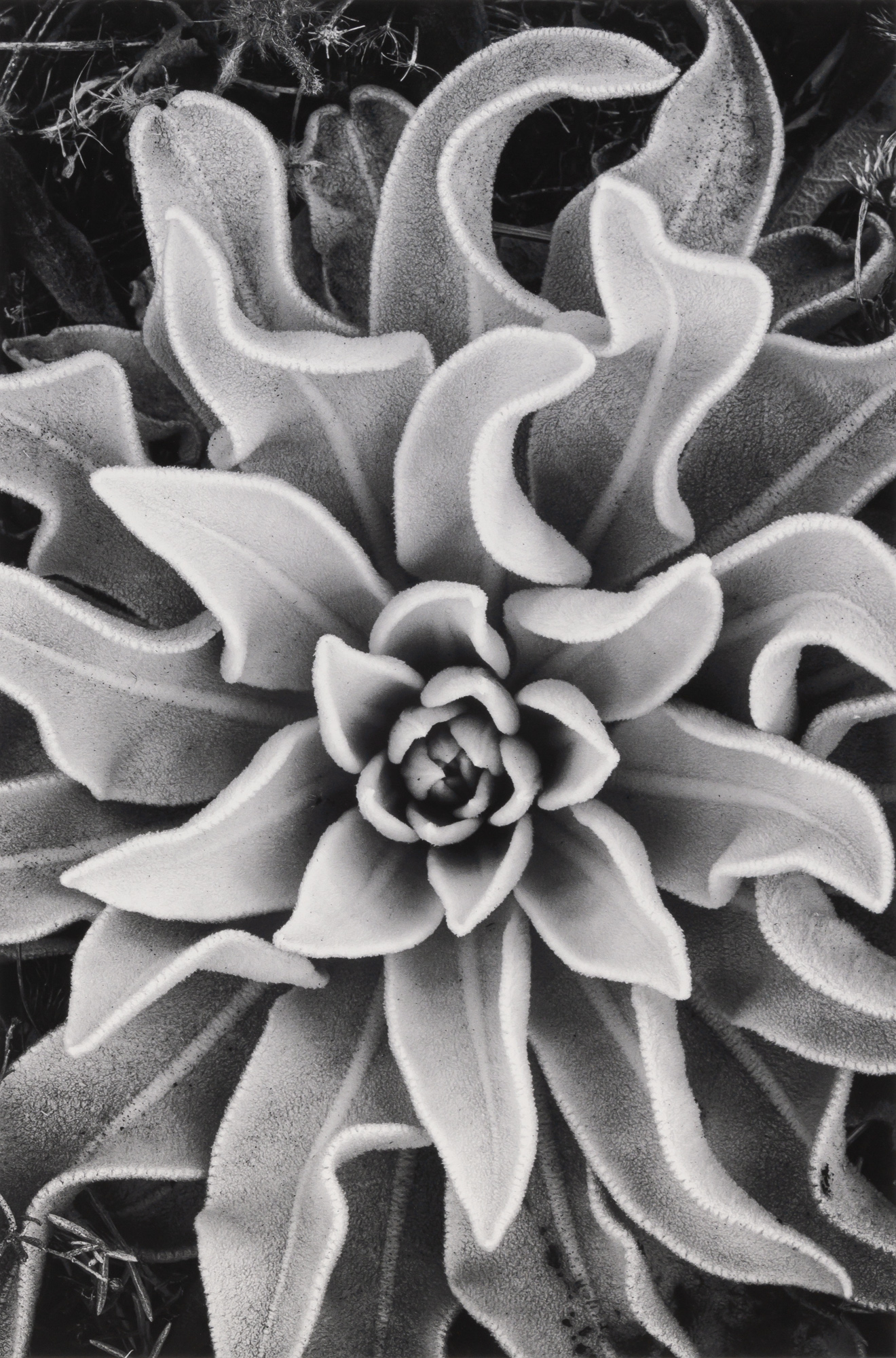 Lot image - WESTON, CARA (b. 1957)  Plant Delos, Greece, 2012.